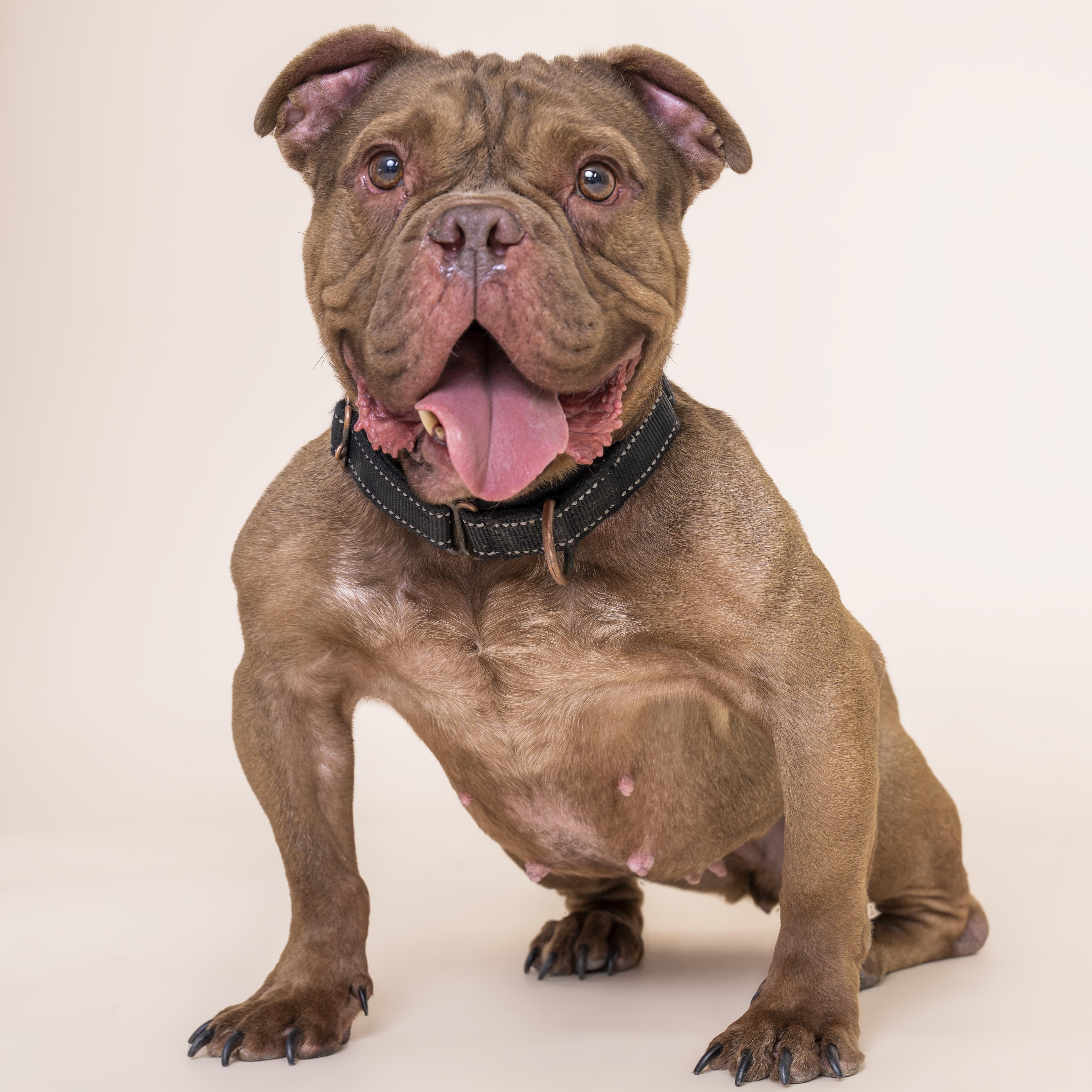 Hunny, a ADOPTABLE mixed breed in Scottsdale, AZ image 2/4