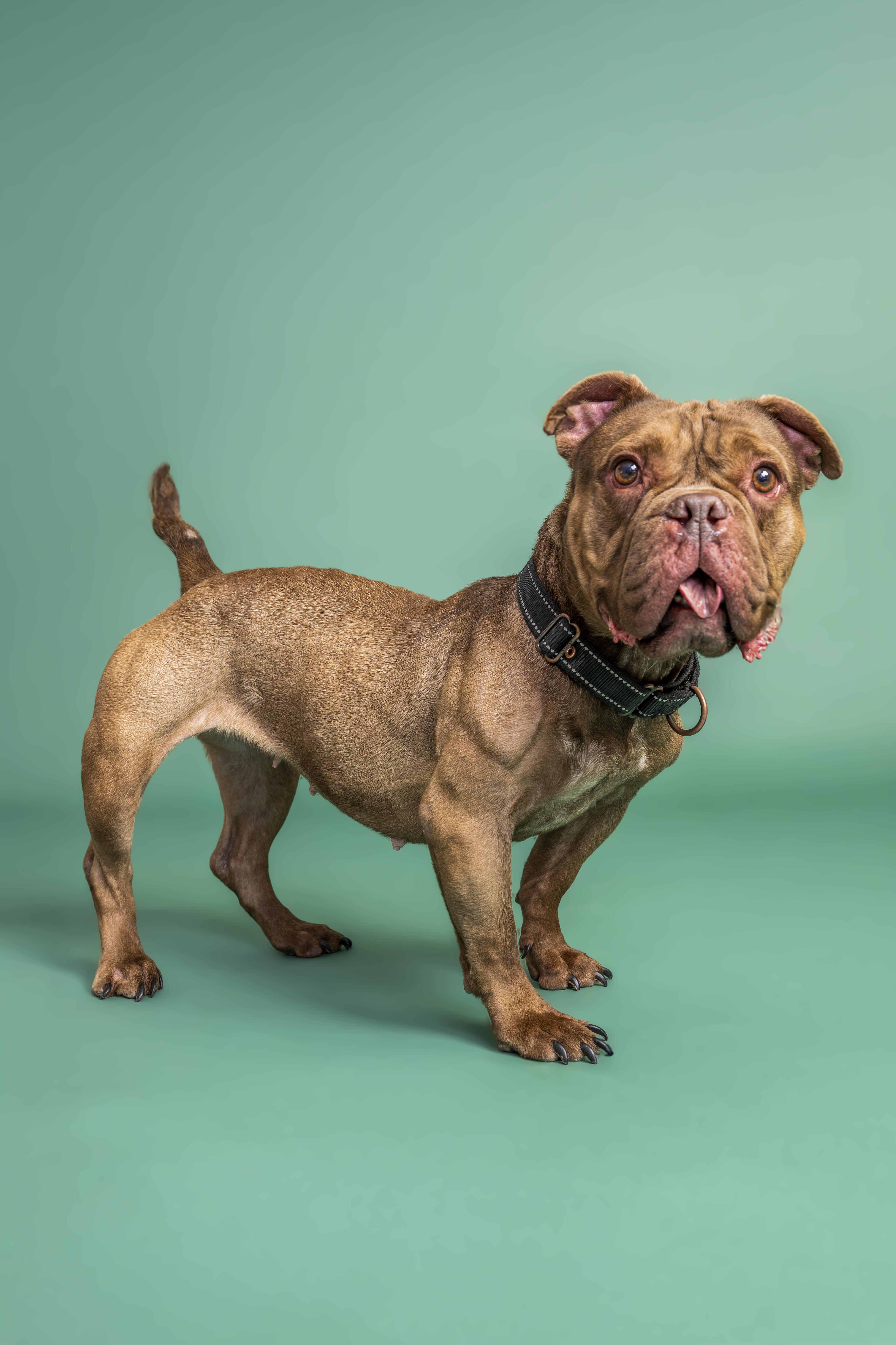 Hunny, a ADOPTABLE mixed breed in Scottsdale, AZ image 3/4