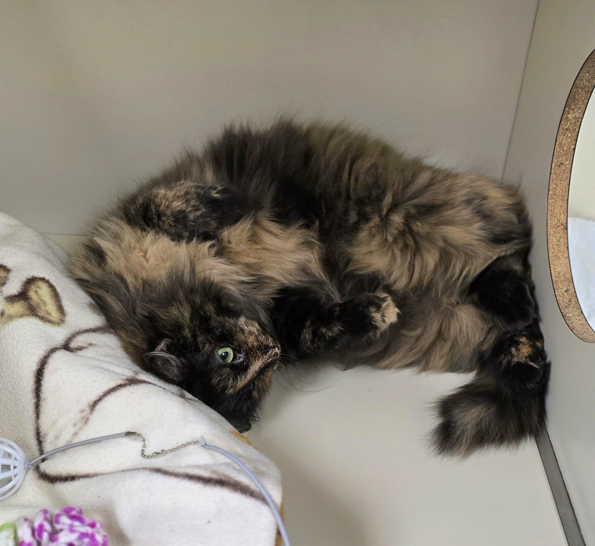 Enlarge Flower, a ADOPTABLE Domestic Long Hair in New Castle, PA image 6/6
