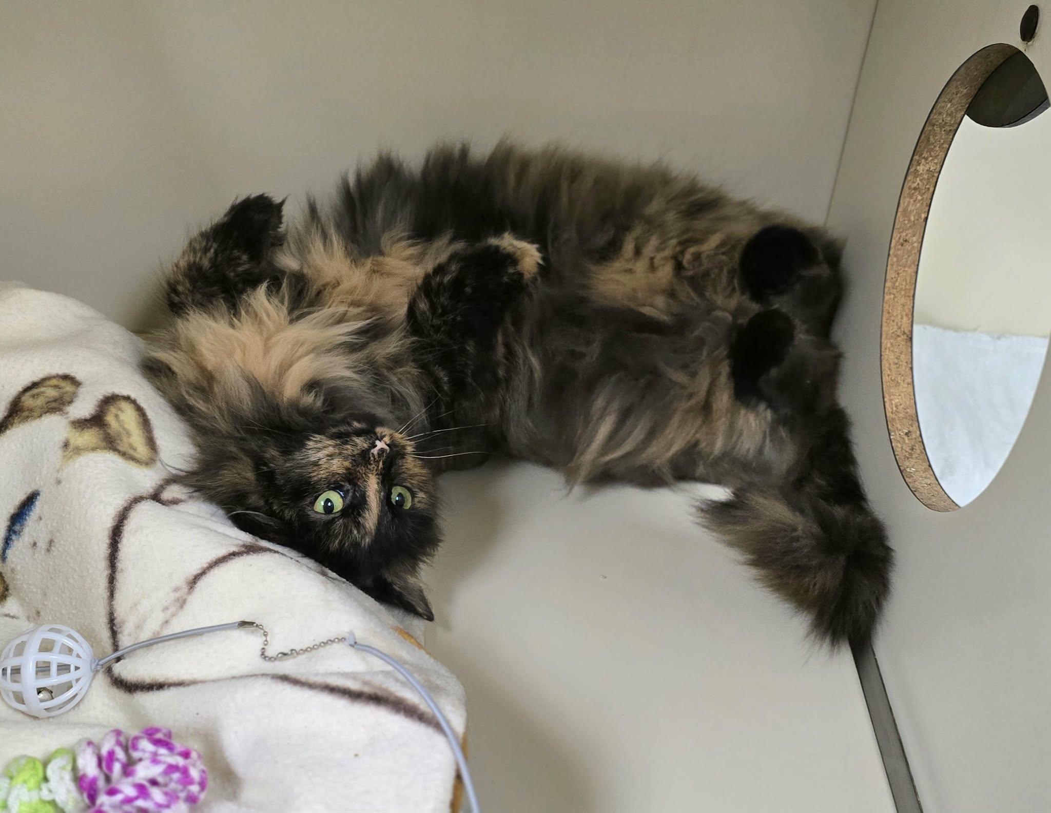 Flower, ADOPTABLE, Adult Female Domestic Long Hair.