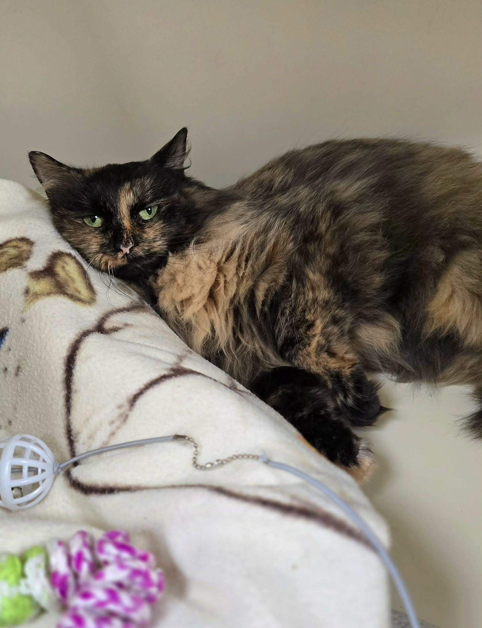 Enlarge Flower, a ADOPTABLE Domestic Long Hair in New Castle, PA image 2/6