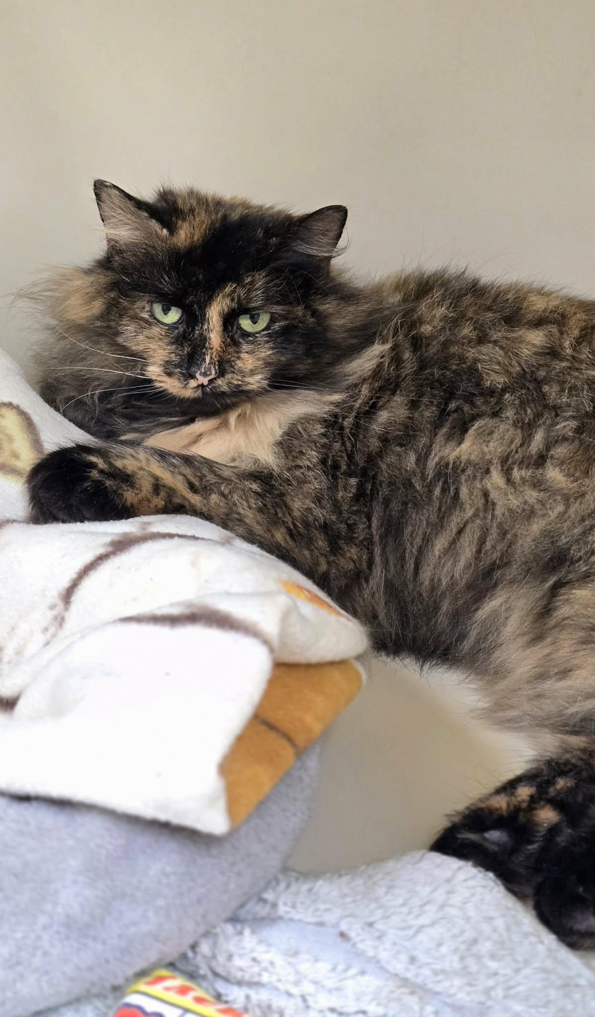 Enlarge Flower, a ADOPTABLE Domestic Long Hair in New Castle, PA image 3/6