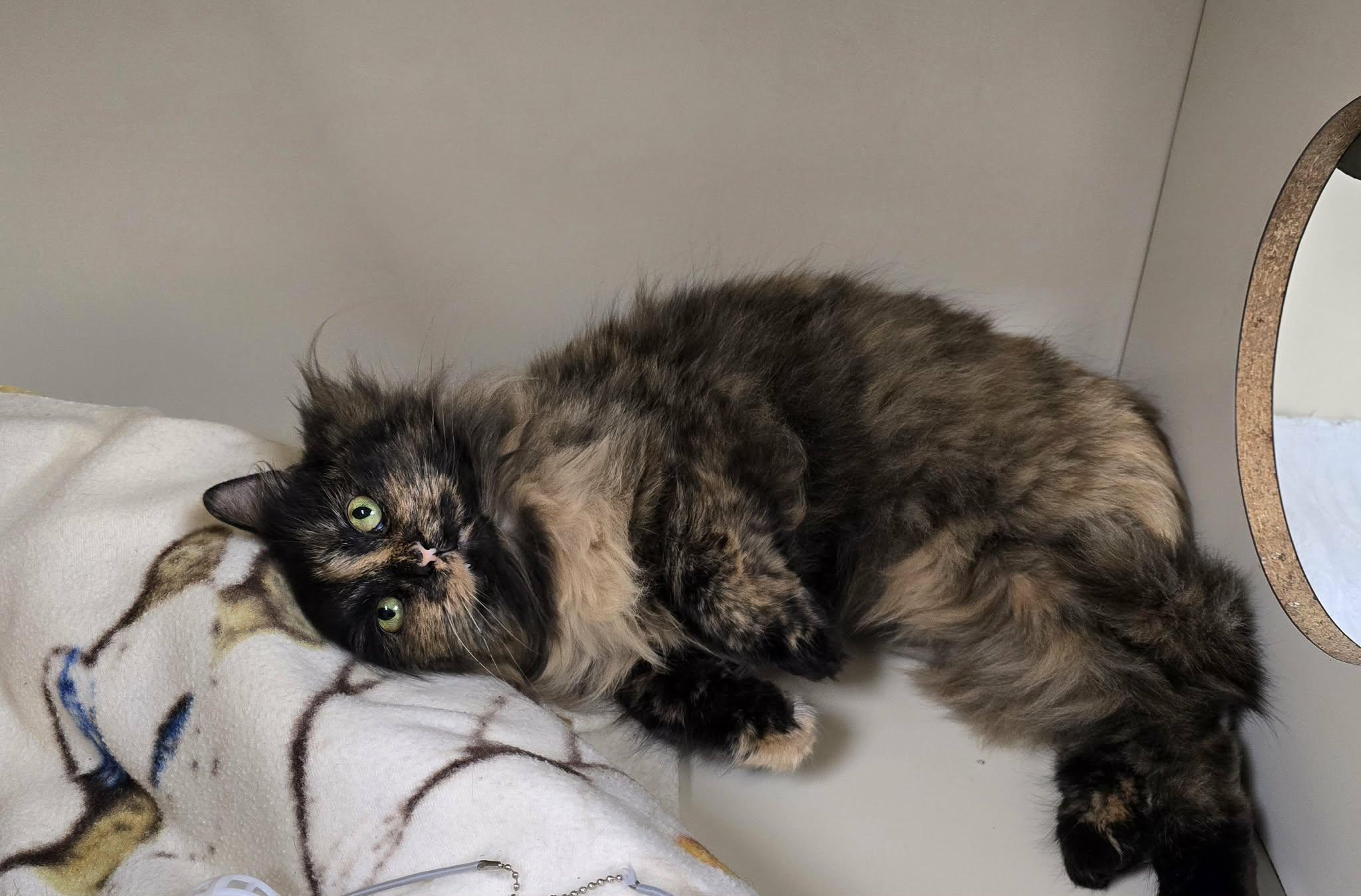 Enlarge Flower, a ADOPTABLE Domestic Long Hair in New Castle, PA image 5/6