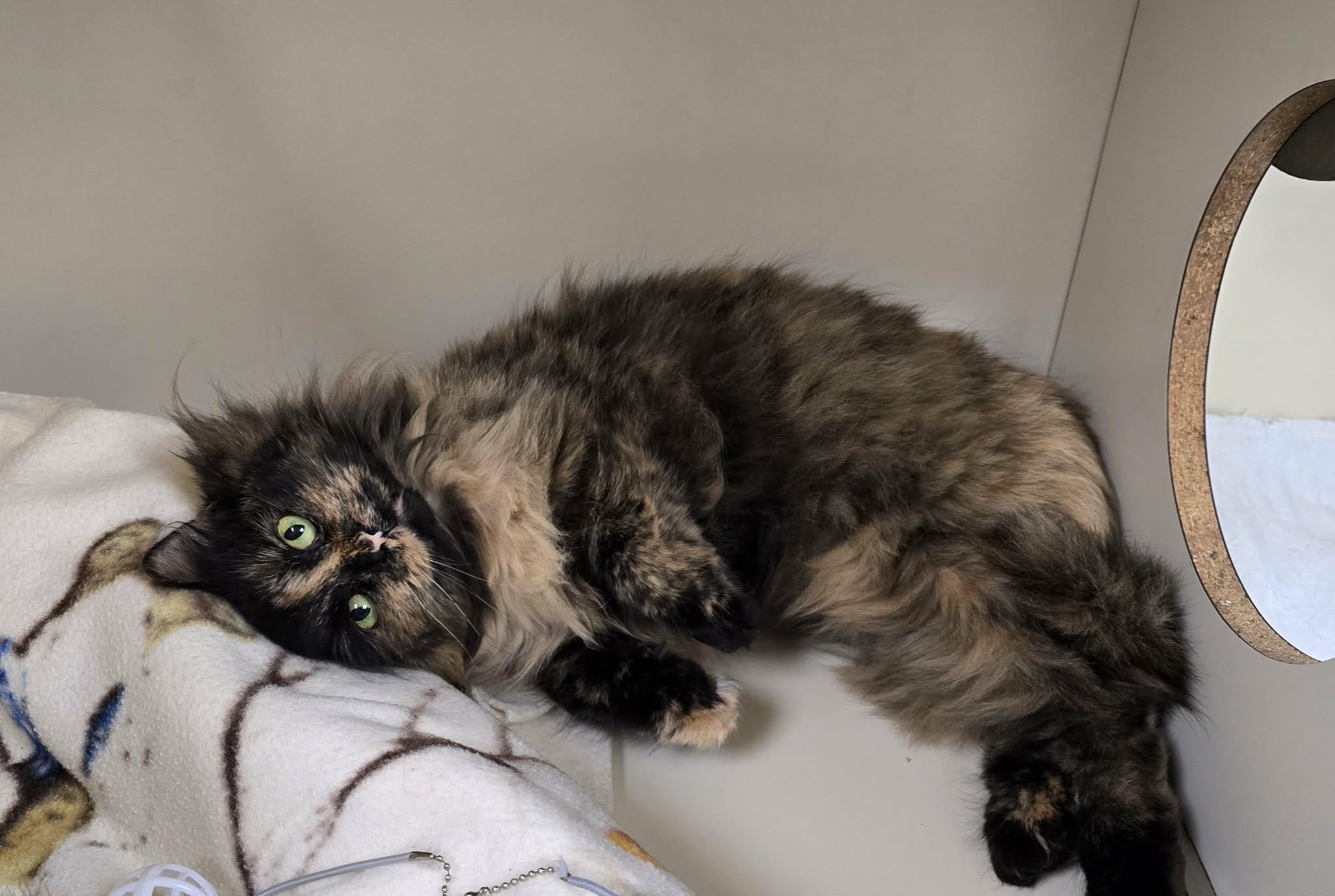 Enlarge Flower, a ADOPTABLE Domestic Long Hair in New Castle, PA image 4/6