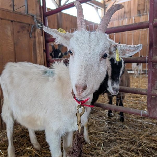 Lenny, ADOPTABLE, Young Male Saanen.