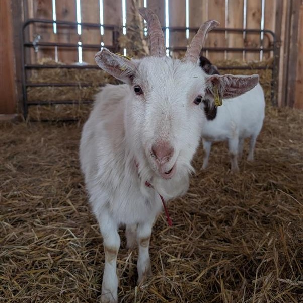 Lenny, ADOPTABLE, Young Male Saanen.