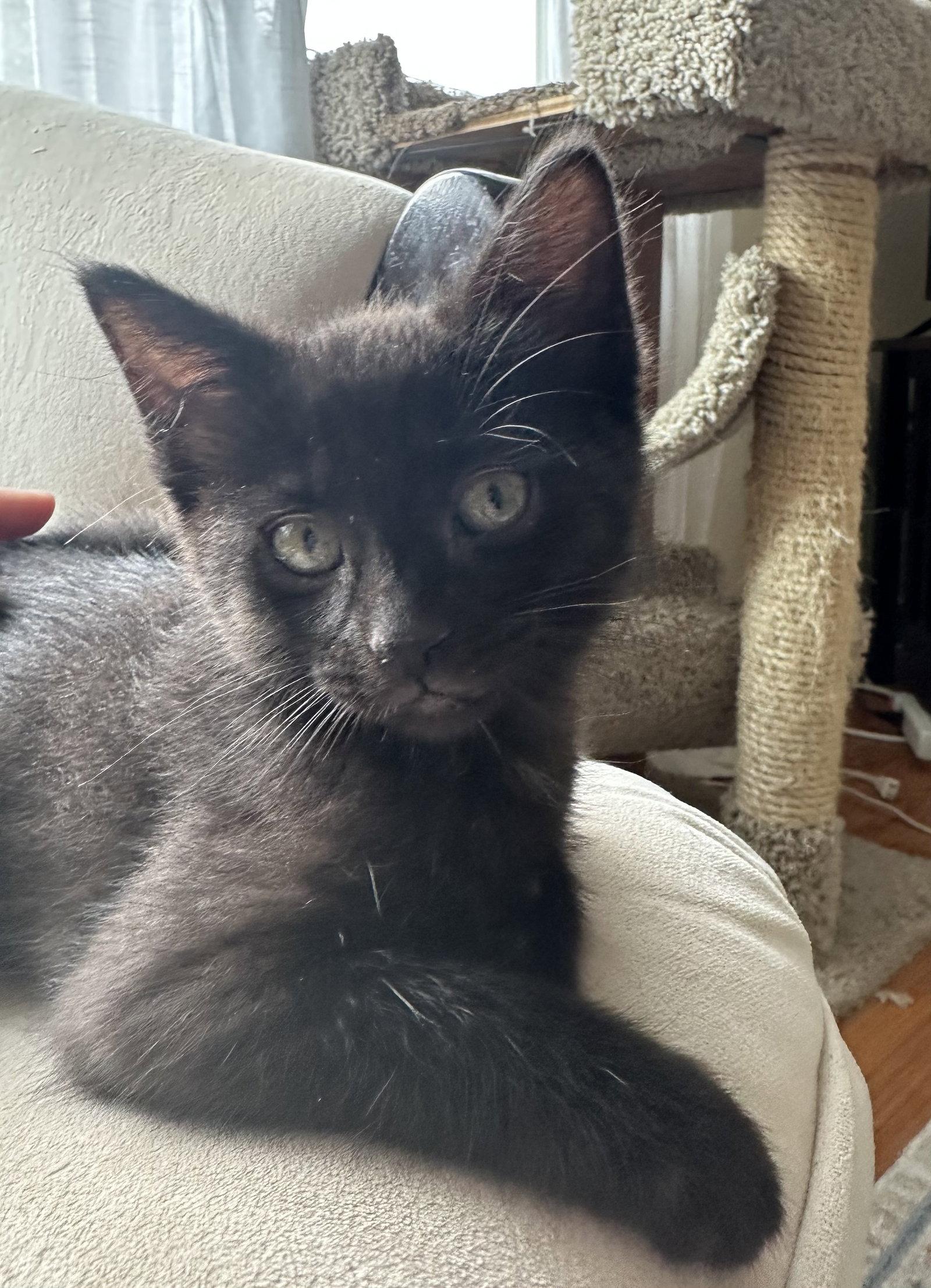 Enlarge Seriphina, a Adoptable Domestic Short Hair in Naugatuck, CT image 1/3