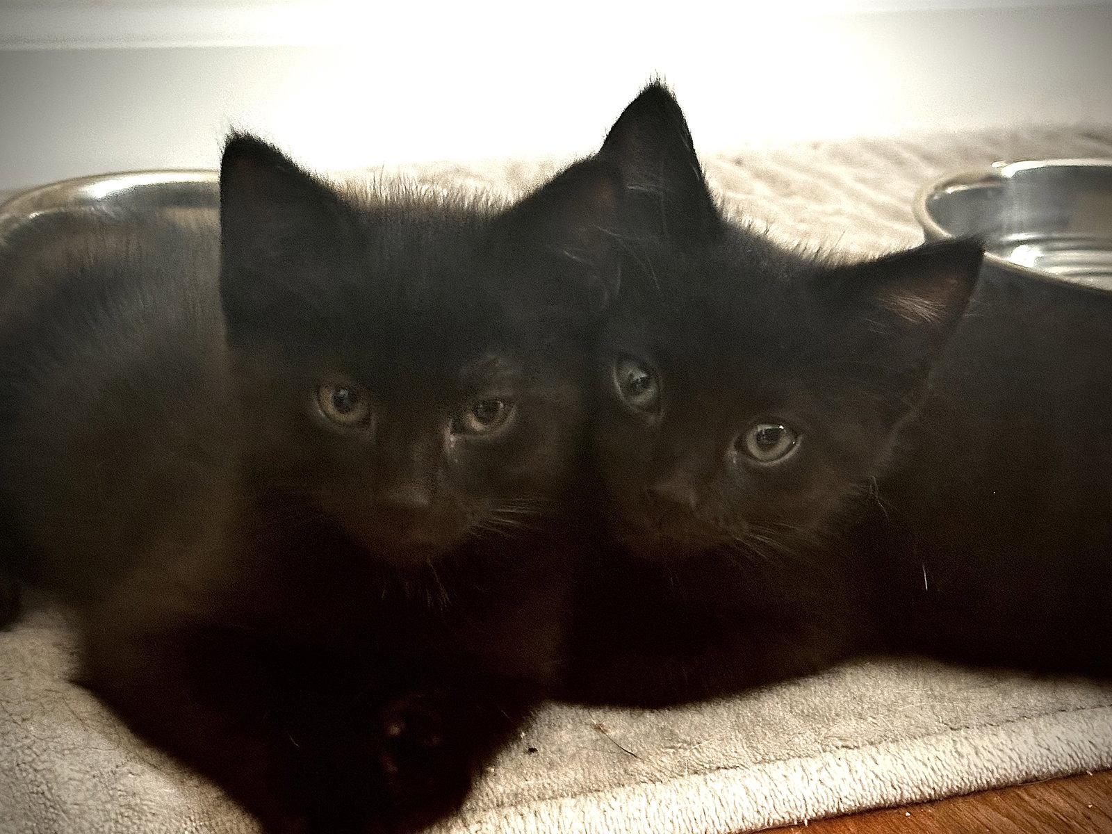 Enlarge Seriphina, a Adoptable Domestic Short Hair in Naugatuck, CT image 2/3