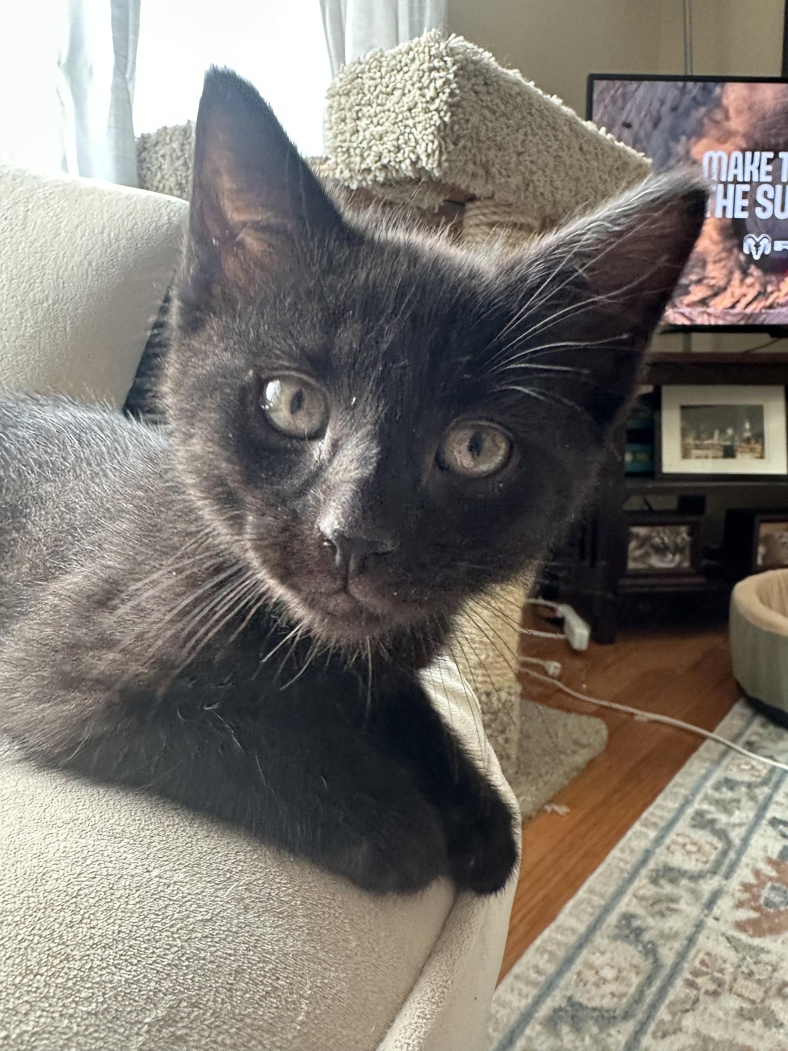 Enlarge Seriphina, a Adoptable Domestic Short Hair in Naugatuck, CT image 3/3