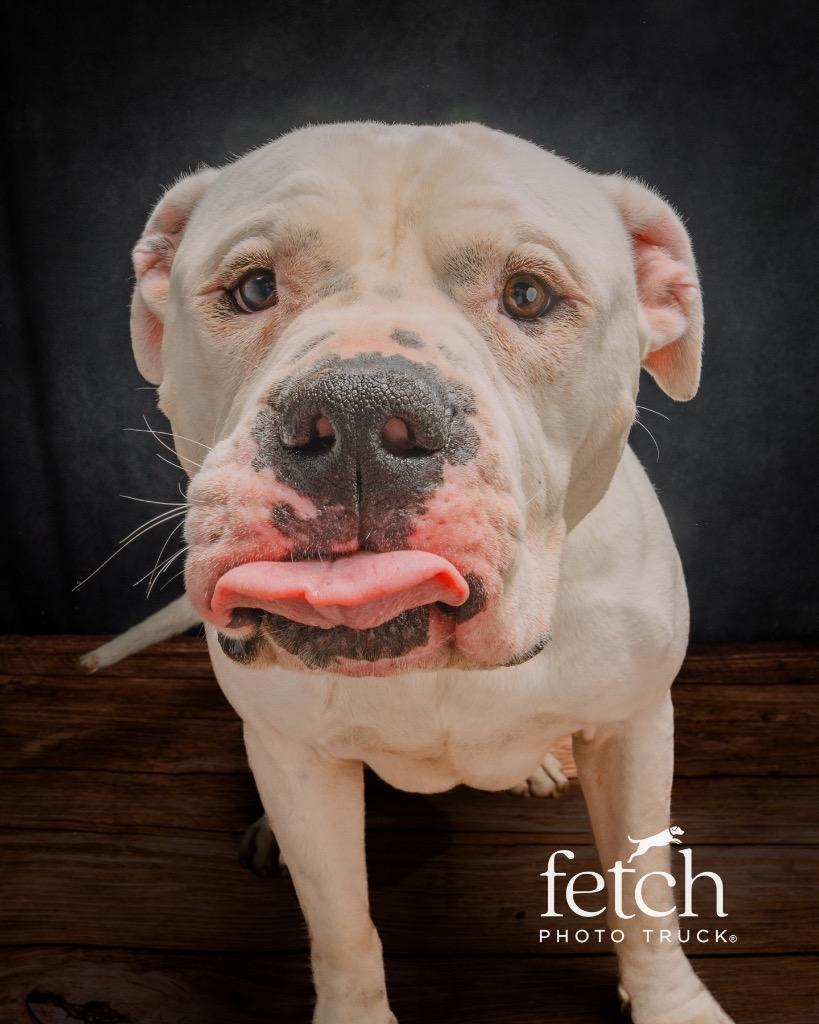 Curtis, Adoptable, Adult Male Pit Bull Terrier & Mastiff.