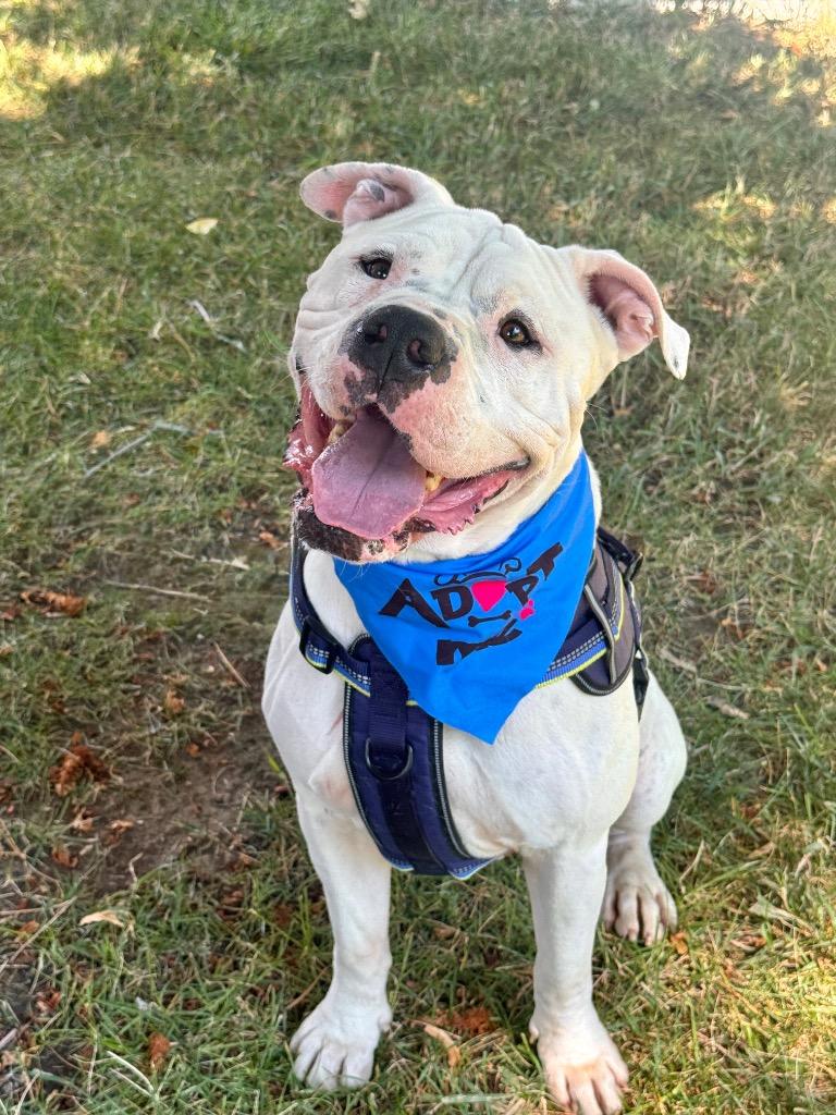 Curtis, Adoptable, Adult Male Pit Bull Terrier & Mastiff.