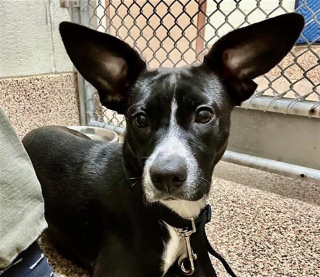 Enlarge MADDIE, a Adoptable mixed breed in Springfield, MA image 1/1