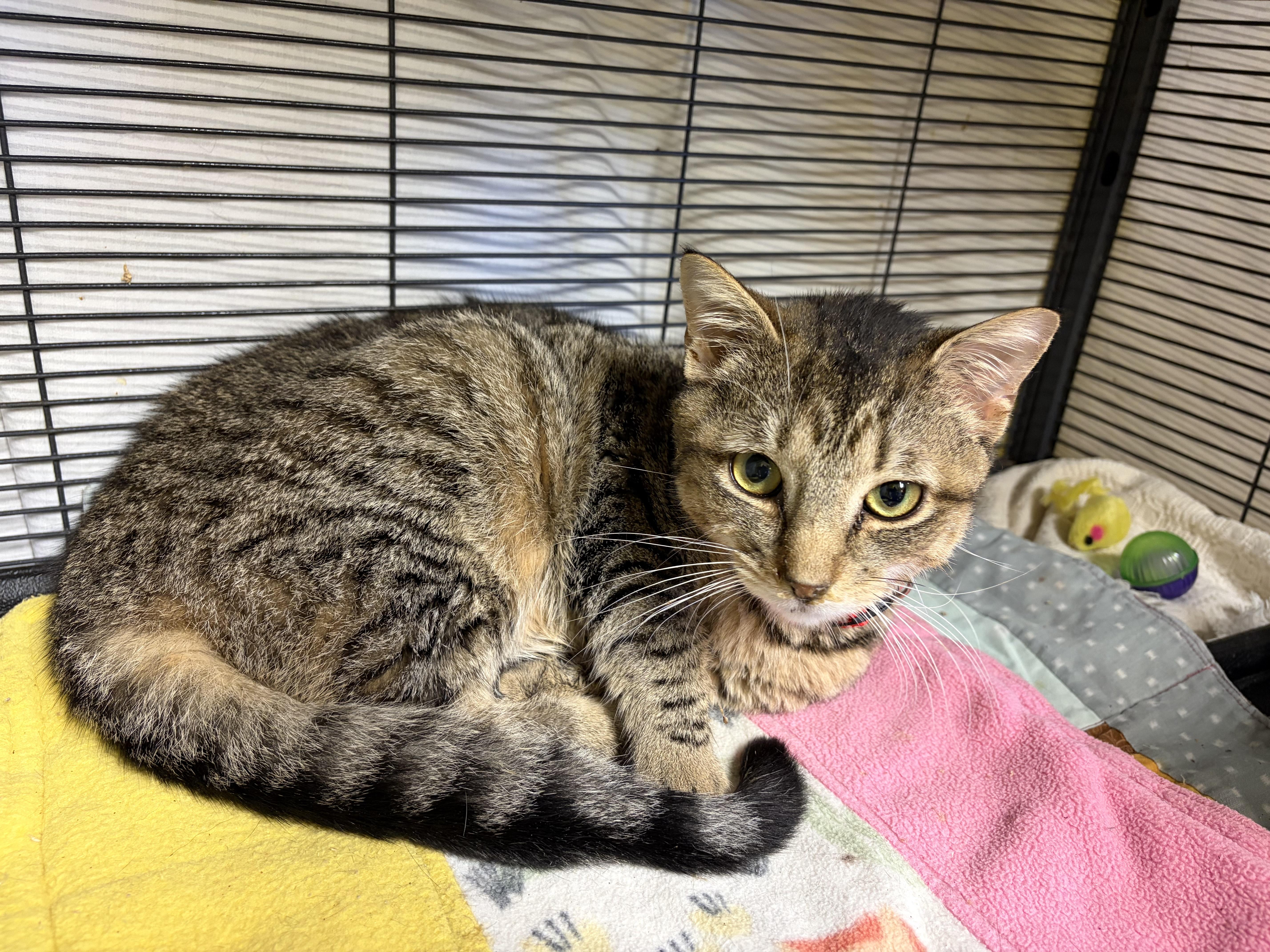 Enlarge Storm, a Adoptable Domestic Short Hair in DeWitt, NY image 2/5