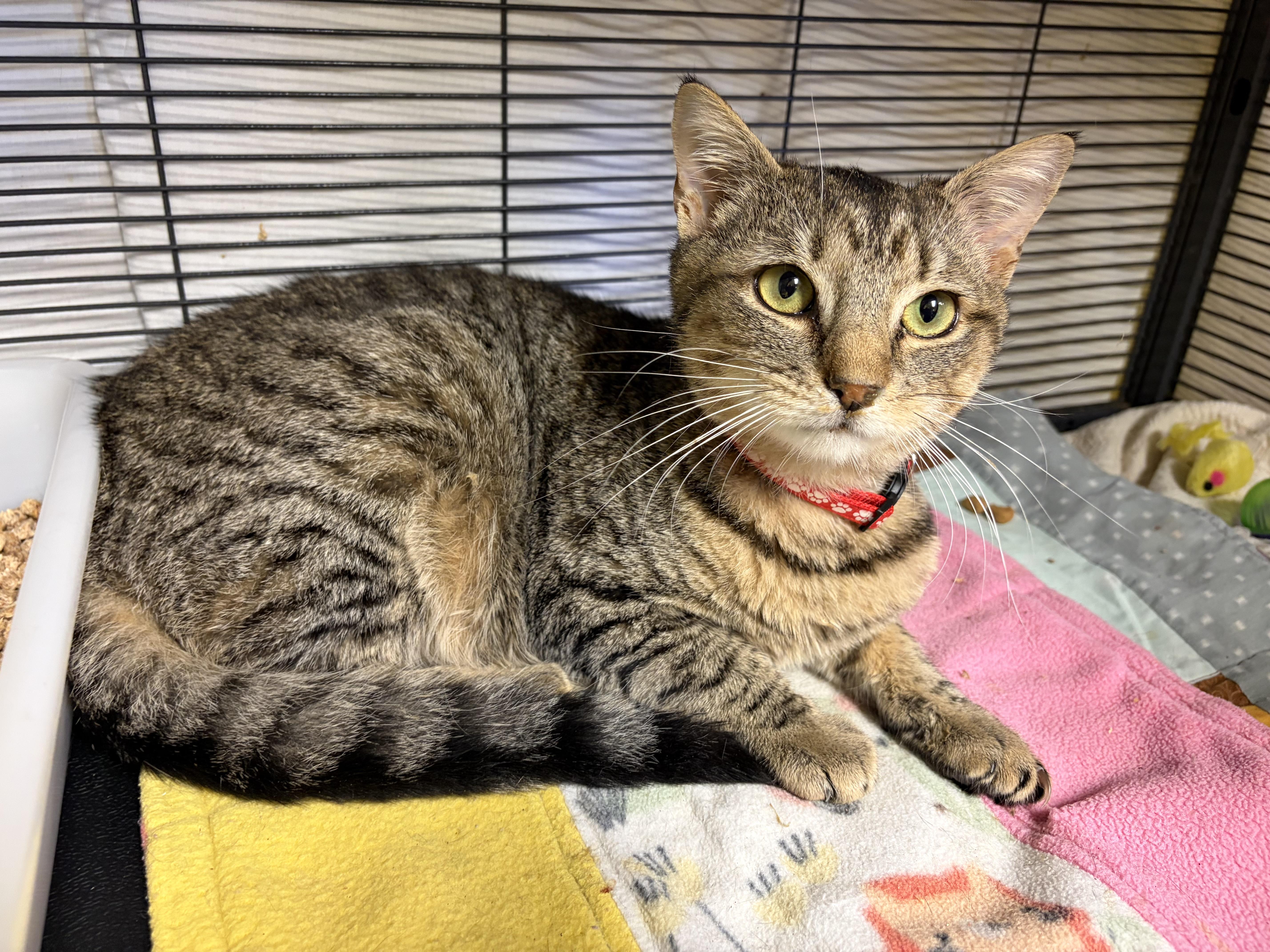 Storm, Adoptable, Kitten Male Domestic Short Hair.