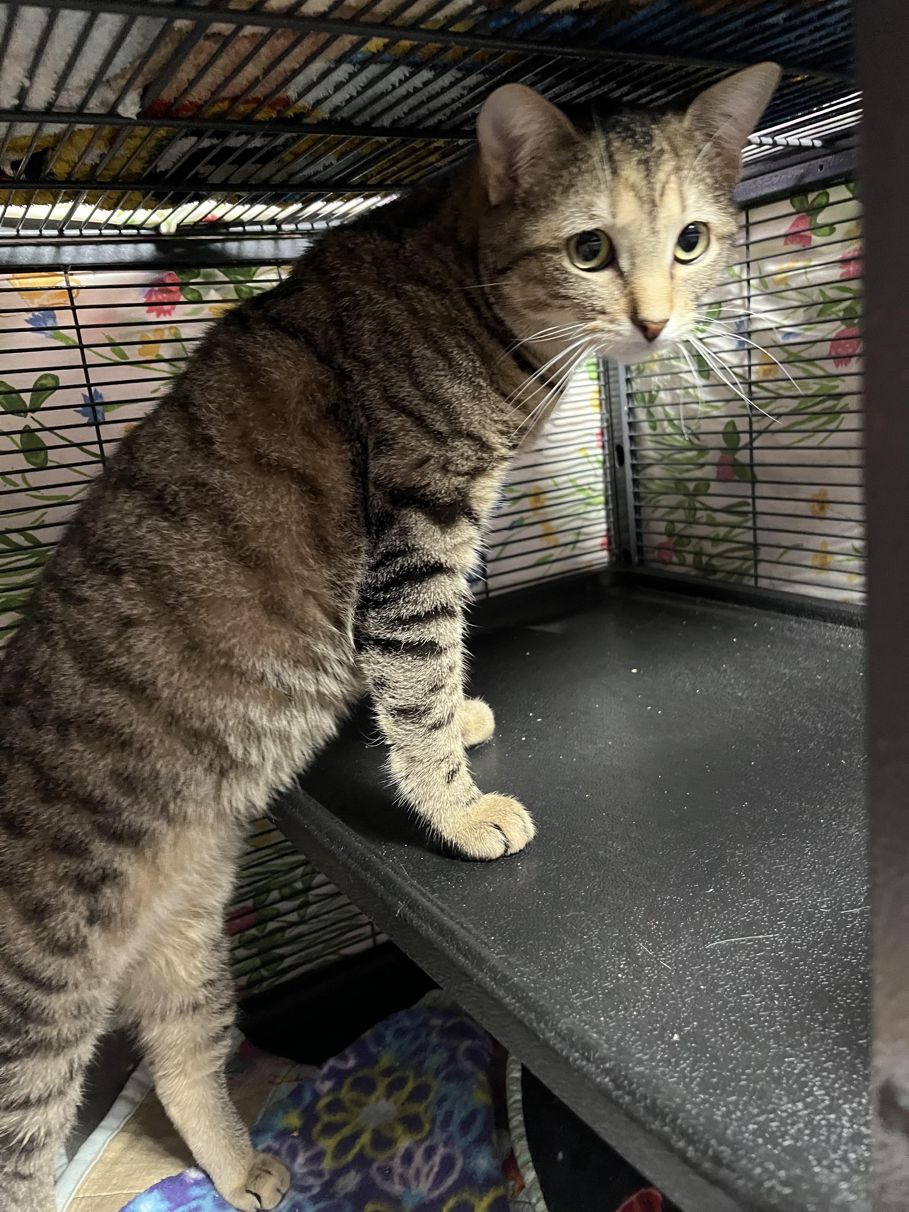 Enlarge Storm, a Adoptable Domestic Short Hair in DeWitt, NY image 4/5