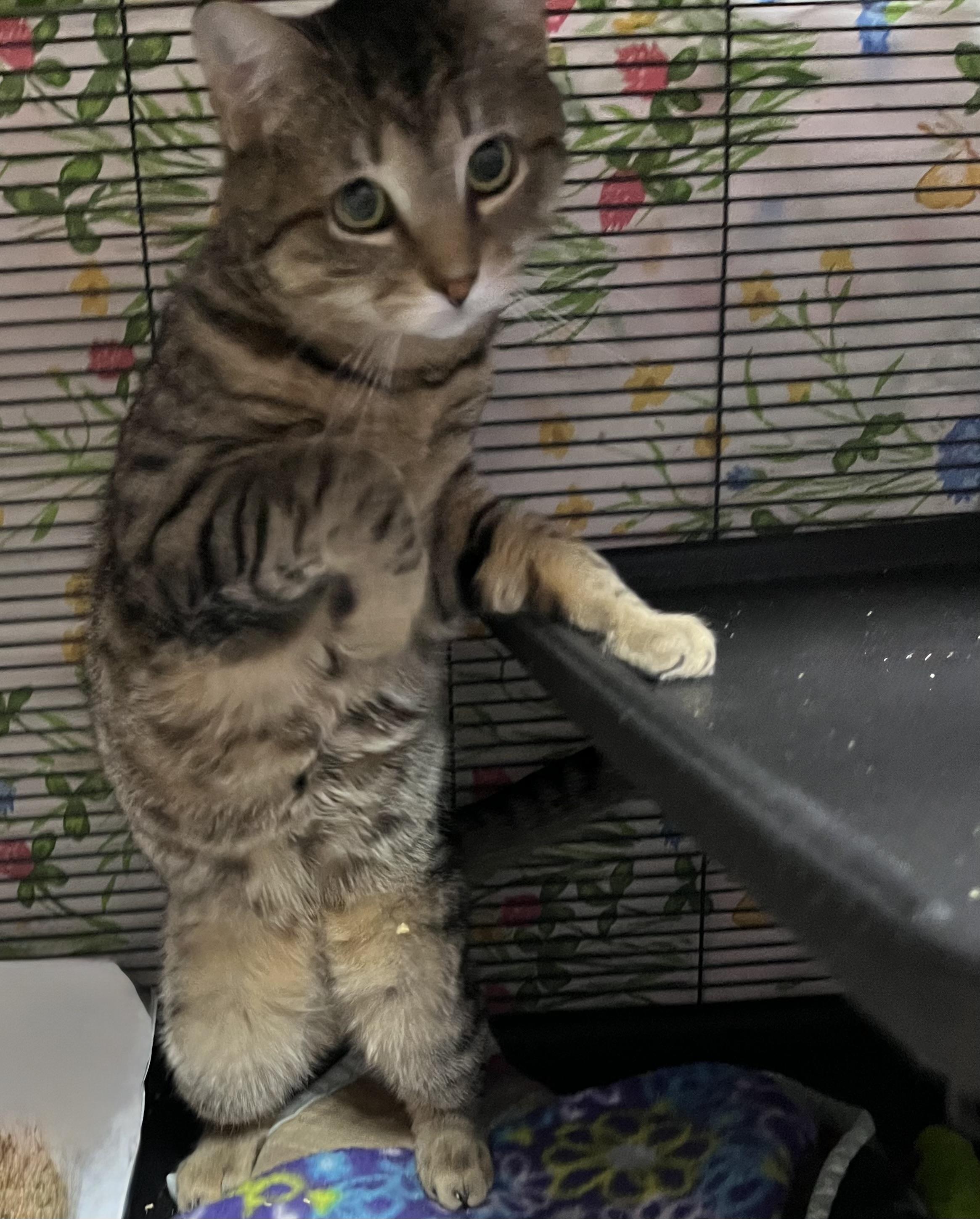 Enlarge Storm, a Adoptable Domestic Short Hair in DeWitt, NY image 3/5