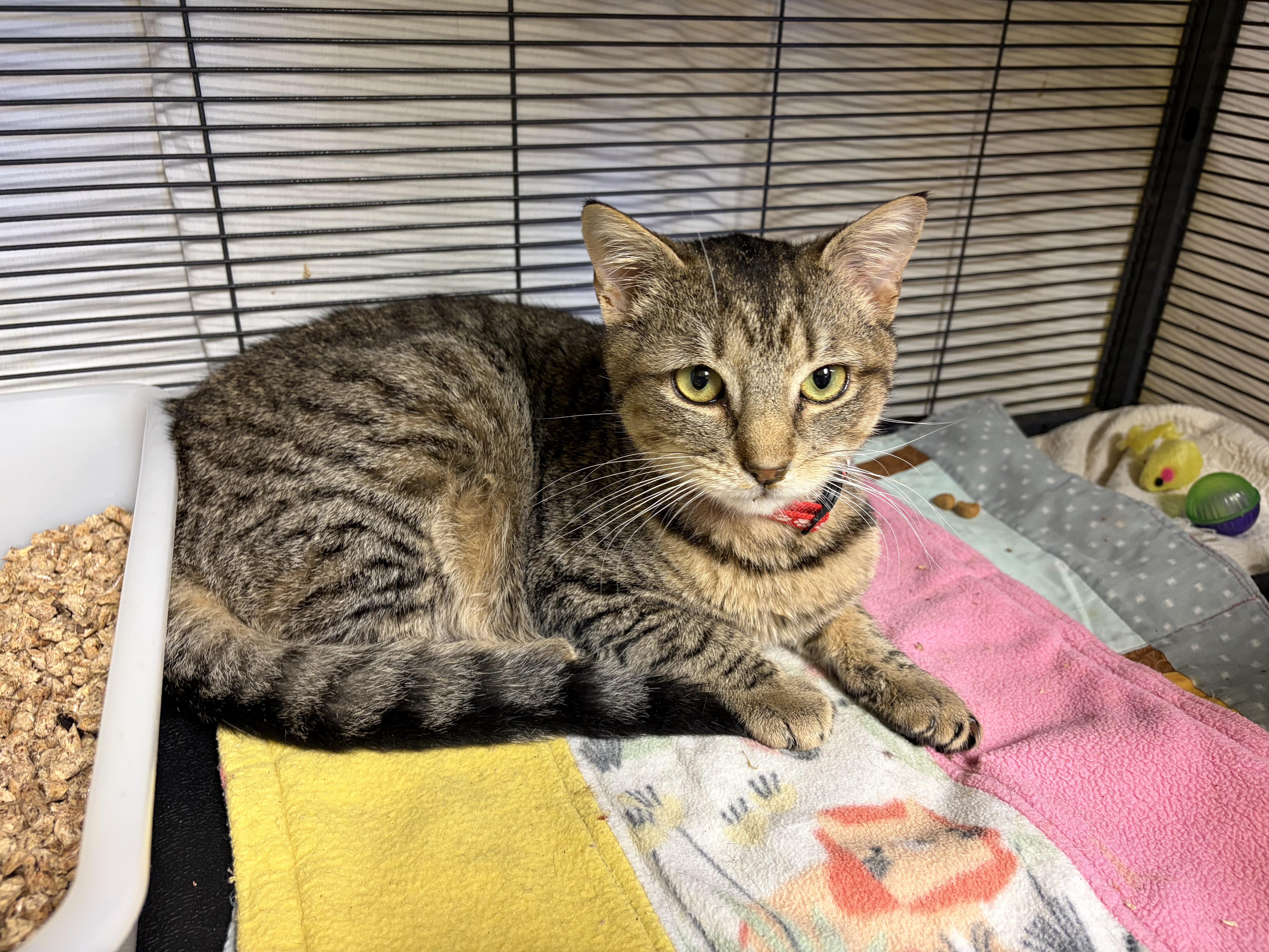 Enlarge Storm, a Adoptable Domestic Short Hair in DeWitt, NY image 5/5