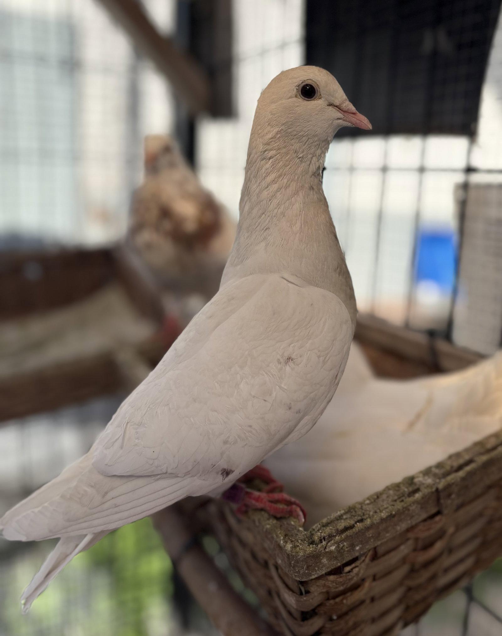 Percy, Adoptable, Young Male Pigeon.