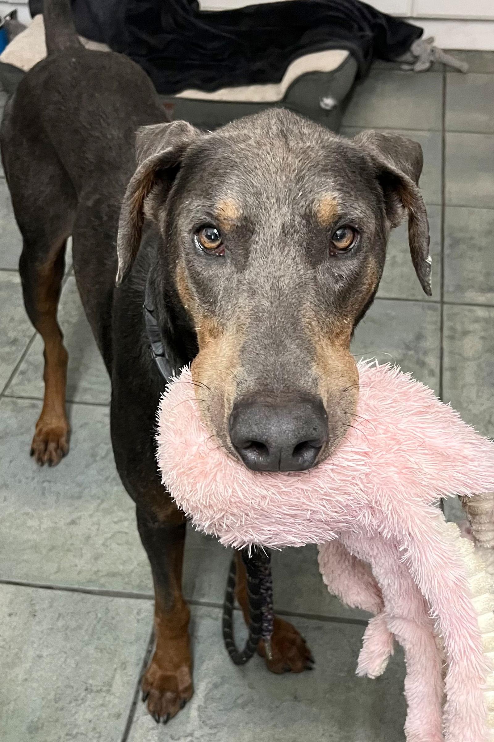 Rex 3424, Adoptable, Adult Male Doberman Pinscher.