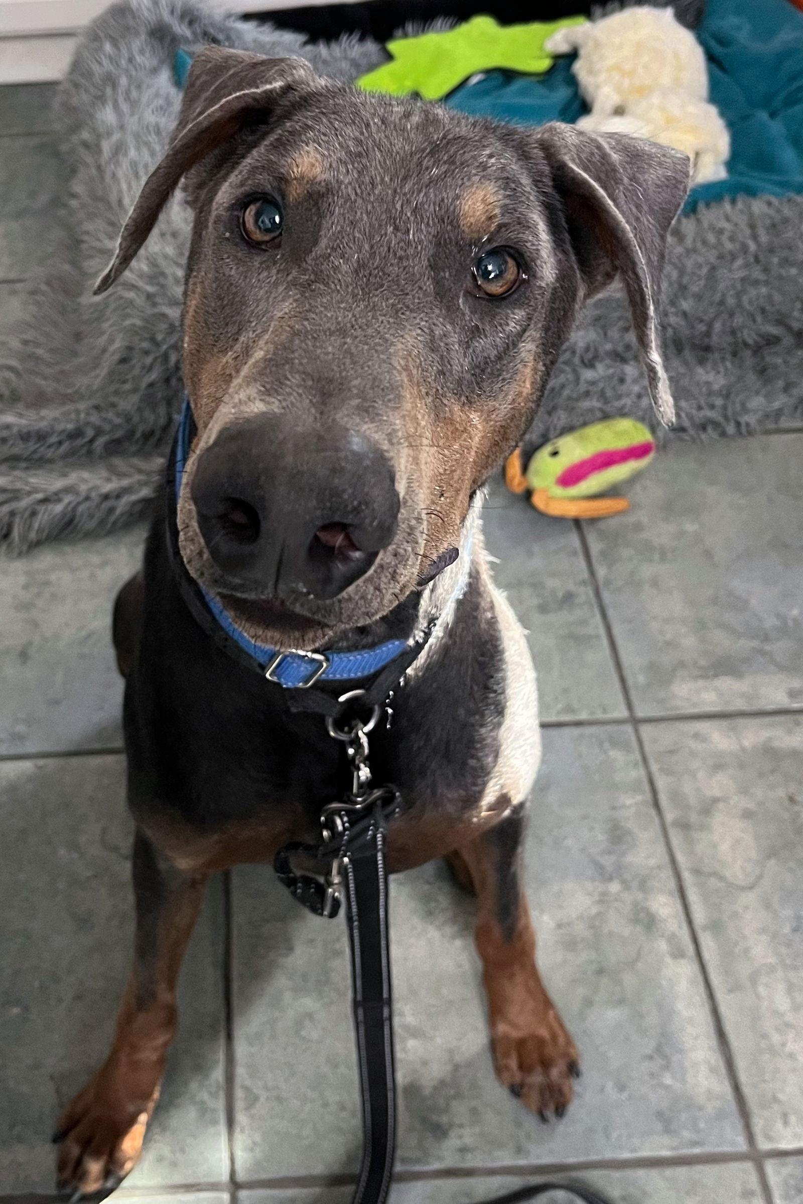 Enlarge Rex 3424, a Adoptable Doberman Pinscher in Oakland Park, FL image 1/3