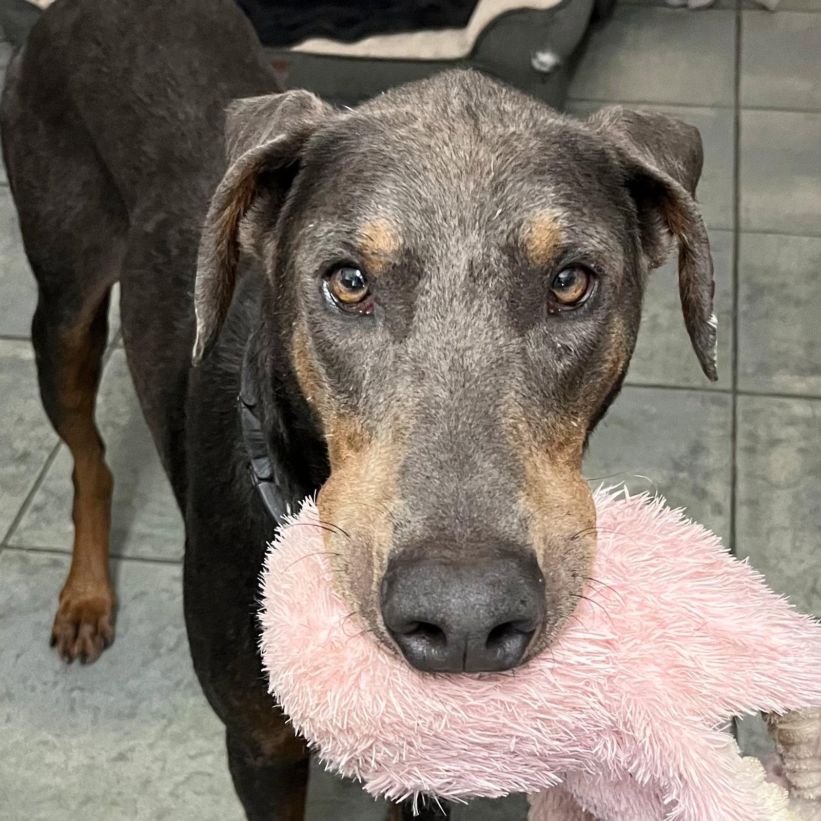 Enlarge Rex 3424, a Adoptable Doberman Pinscher in Oakland Park, FL image 1/3