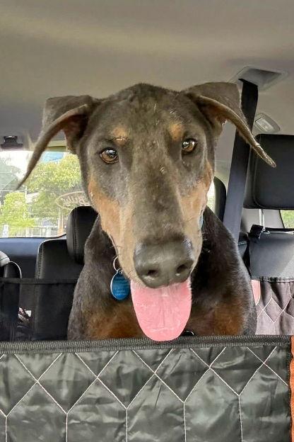 Rex 3424, a Adoptable Doberman Pinscher in Oakland Park, FL image 2/3