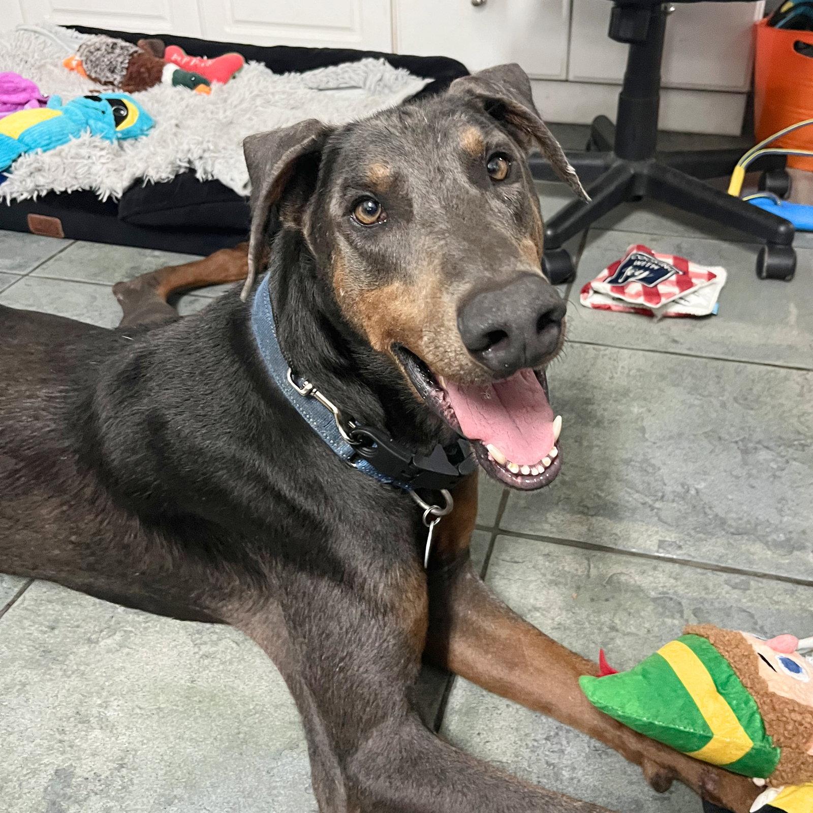 Enlarge Rex 3424, a Adoptable Doberman Pinscher in Oakland Park, FL image 2/3