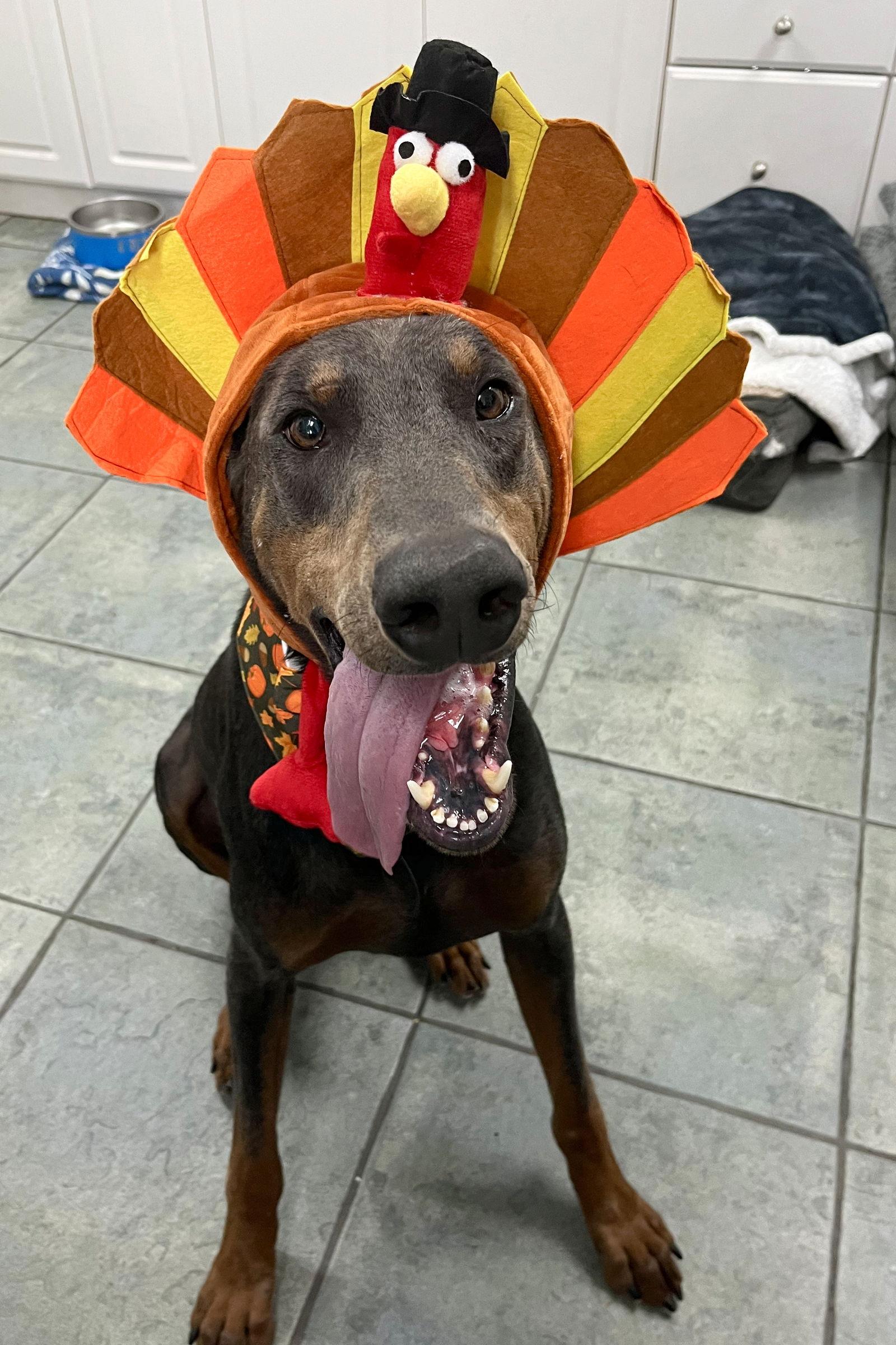 Rex 3424, a Adoptable Doberman Pinscher in Oakland Park, FL image 3/3