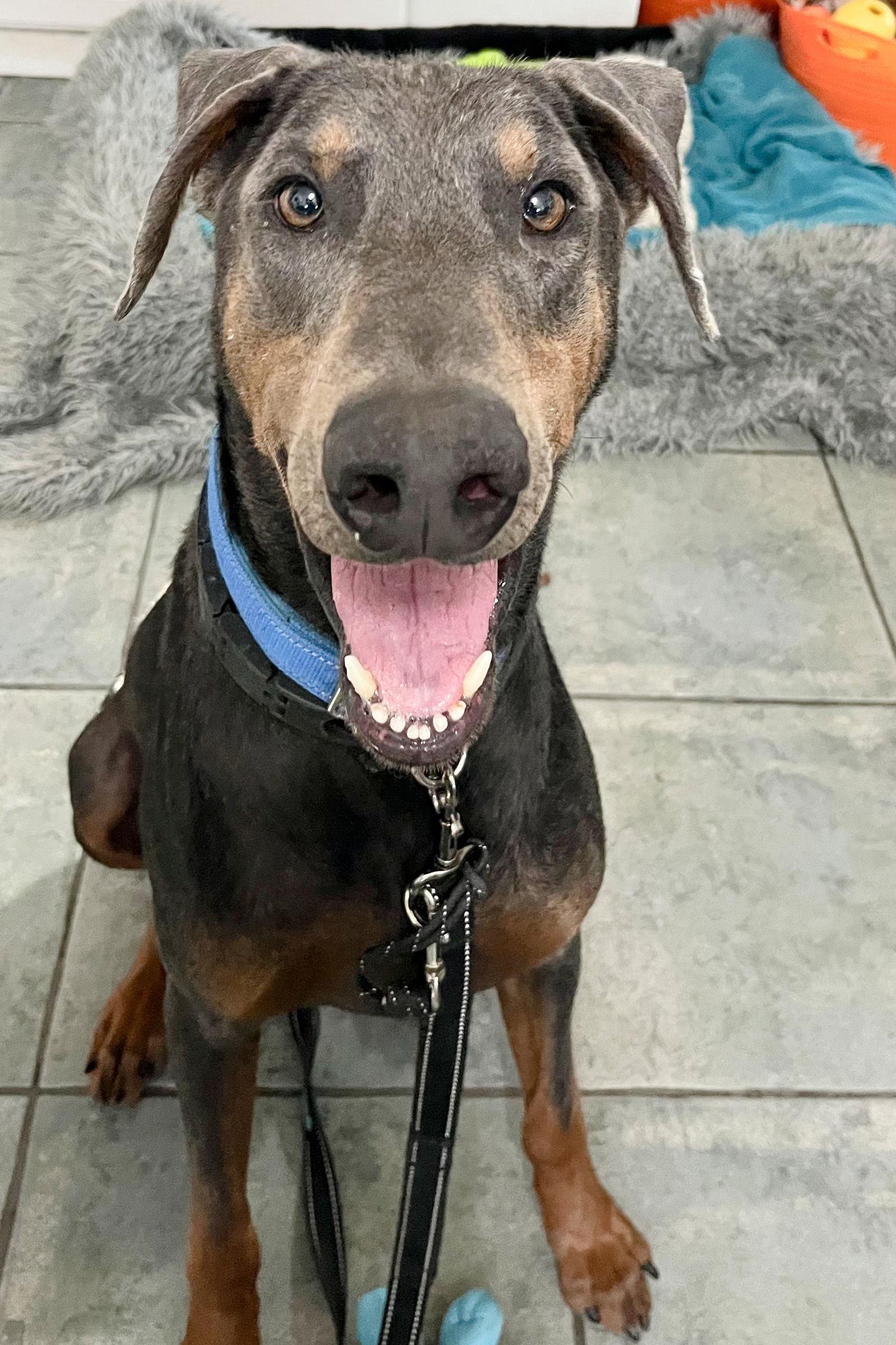 Enlarge Rex 3424, a Adoptable Doberman Pinscher in Oakland Park, FL image 2/3