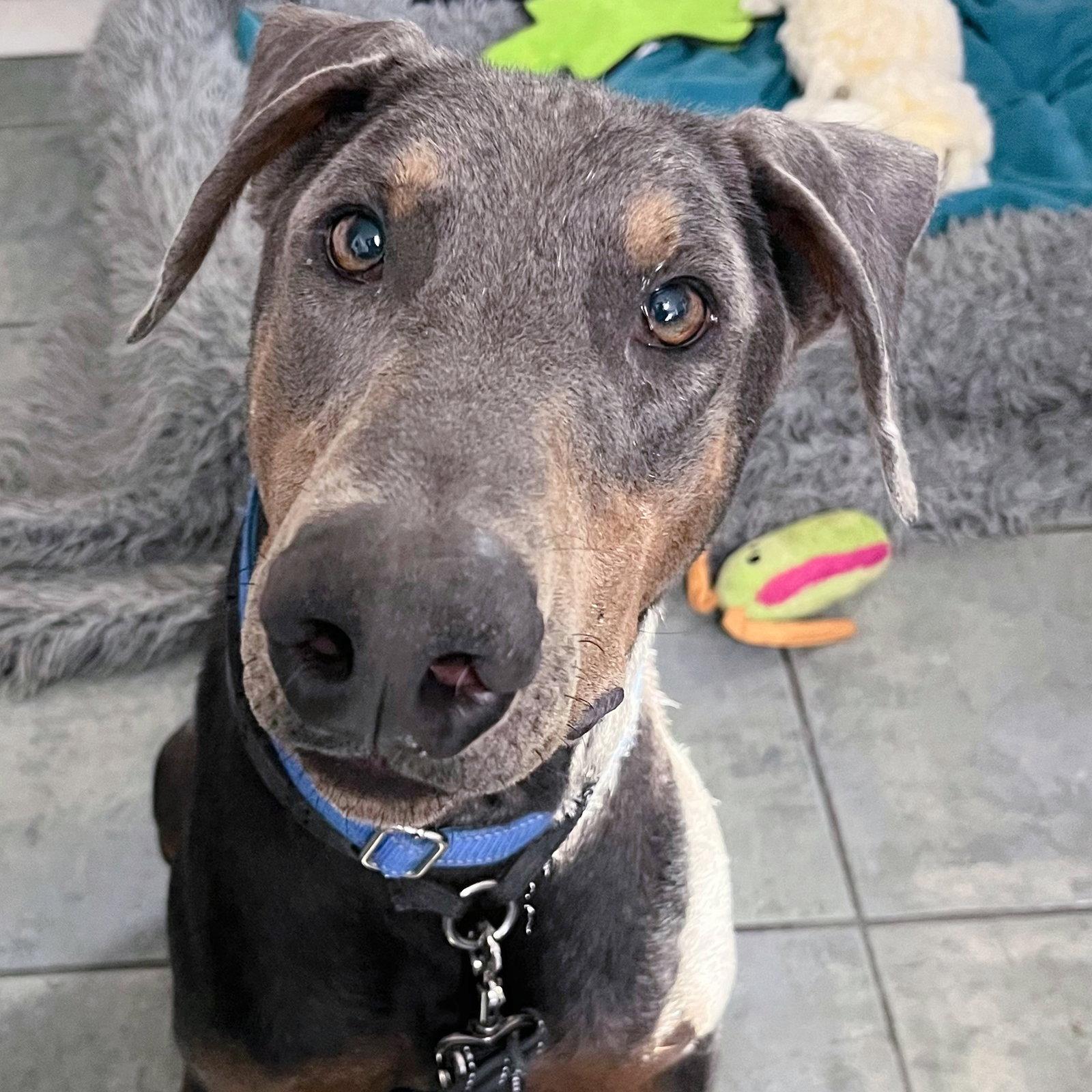 Enlarge Rex 3424, a Adoptable Doberman Pinscher in Oakland Park, FL image 2/3