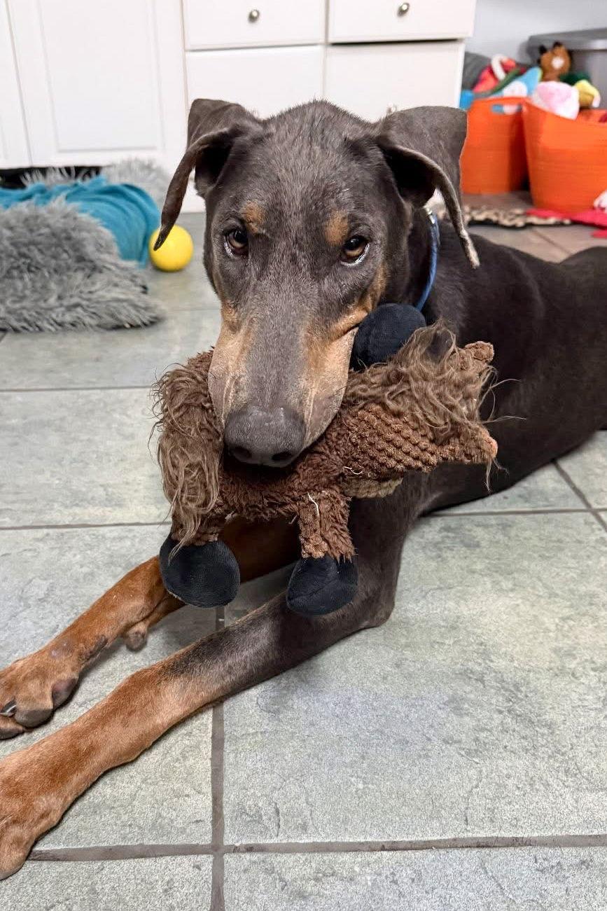 Enlarge Rex 3424, a Adoptable Doberman Pinscher in Oakland Park, FL image 3/3