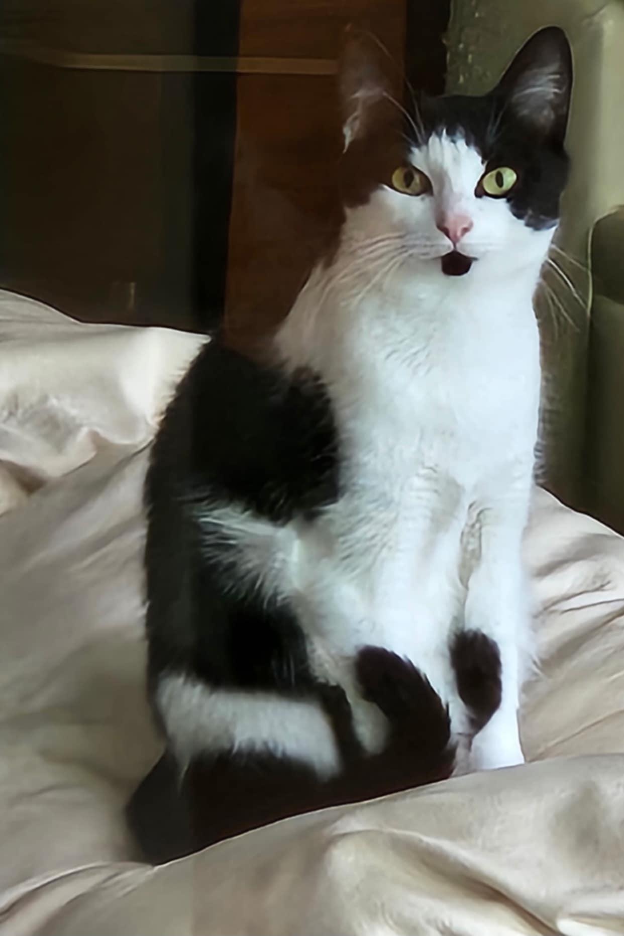 Pistachio $50, a Adoptable Domestic Short Hair in Seneca, SC image 2/5