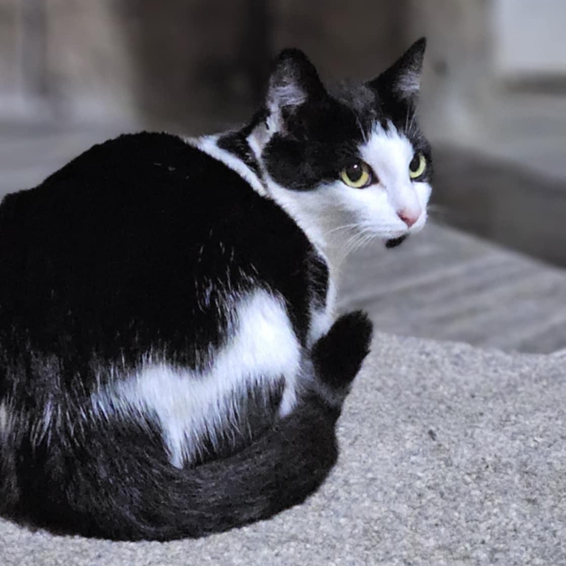 Pistachio $50, Adoptable, Adult Female Domestic Short Hair.