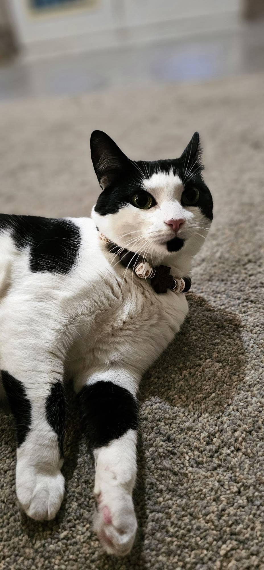 Pistachio $50, Adoptable, Adult Female Domestic Short Hair.