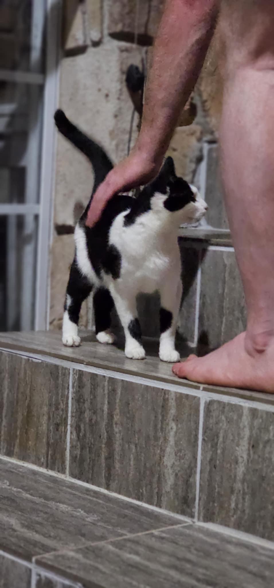 Pistachio $50, a Adoptable Domestic Short Hair in Seneca, SC image 5/5