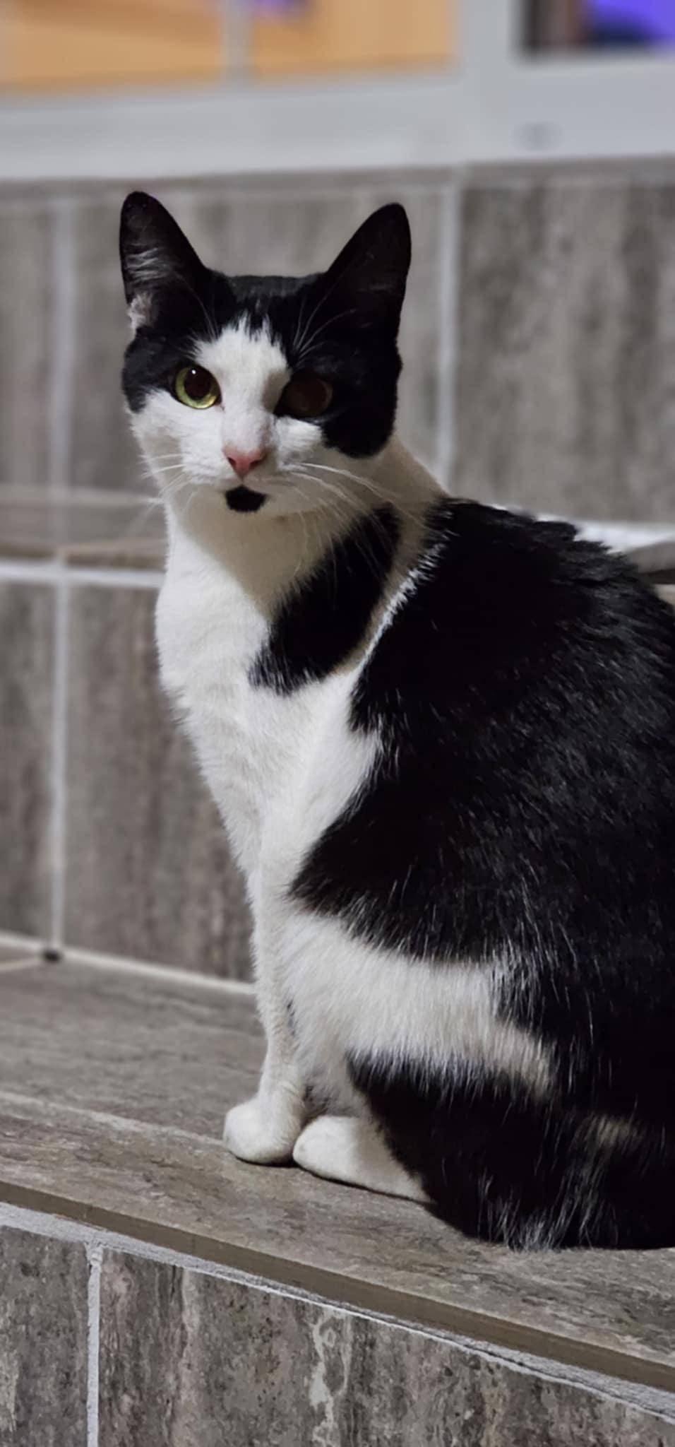 Pistachio $50, a Adoptable Domestic Short Hair in Seneca, SC image 4/5