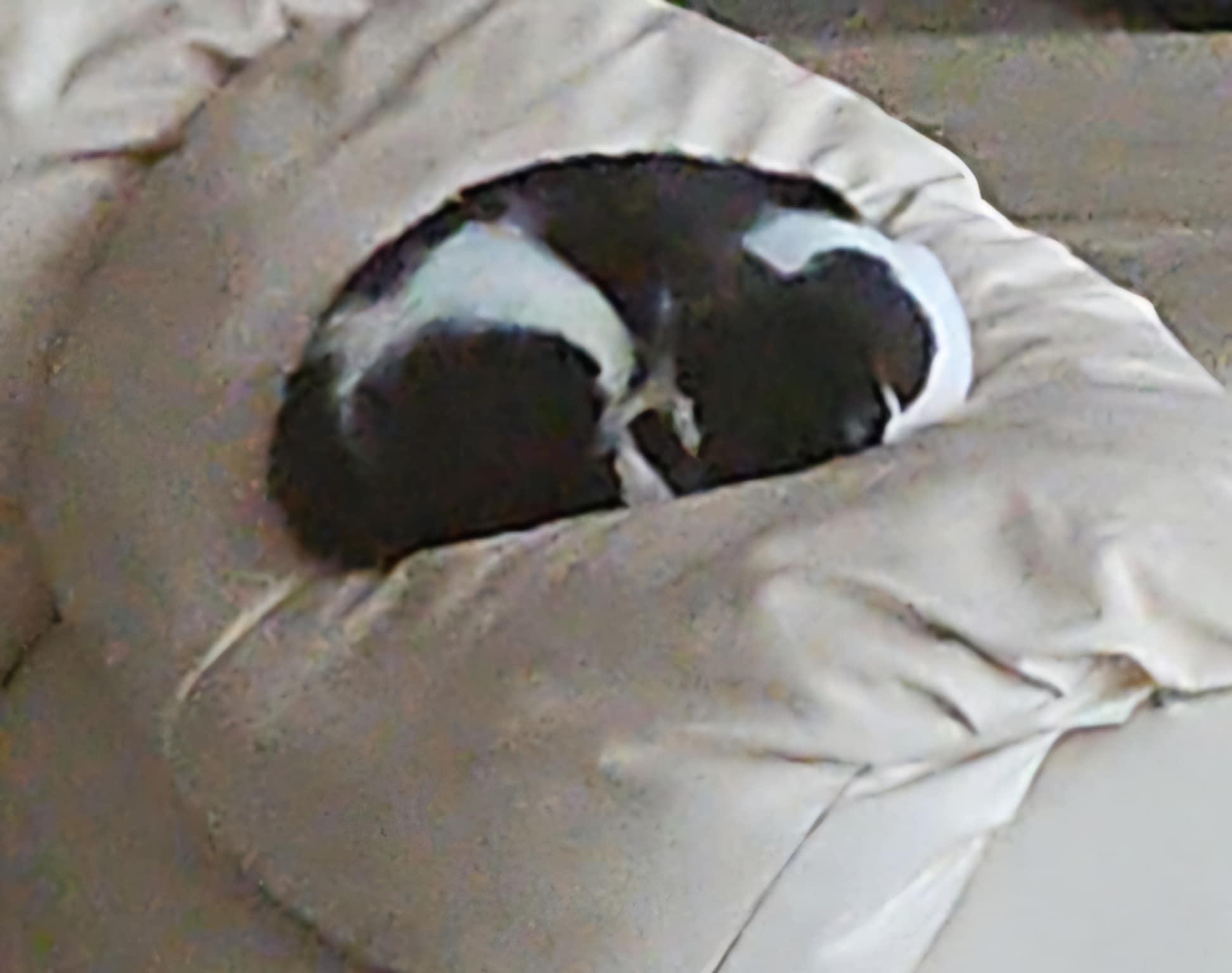 Pistachio $50, a Adoptable Domestic Short Hair in Seneca, SC image 3/5