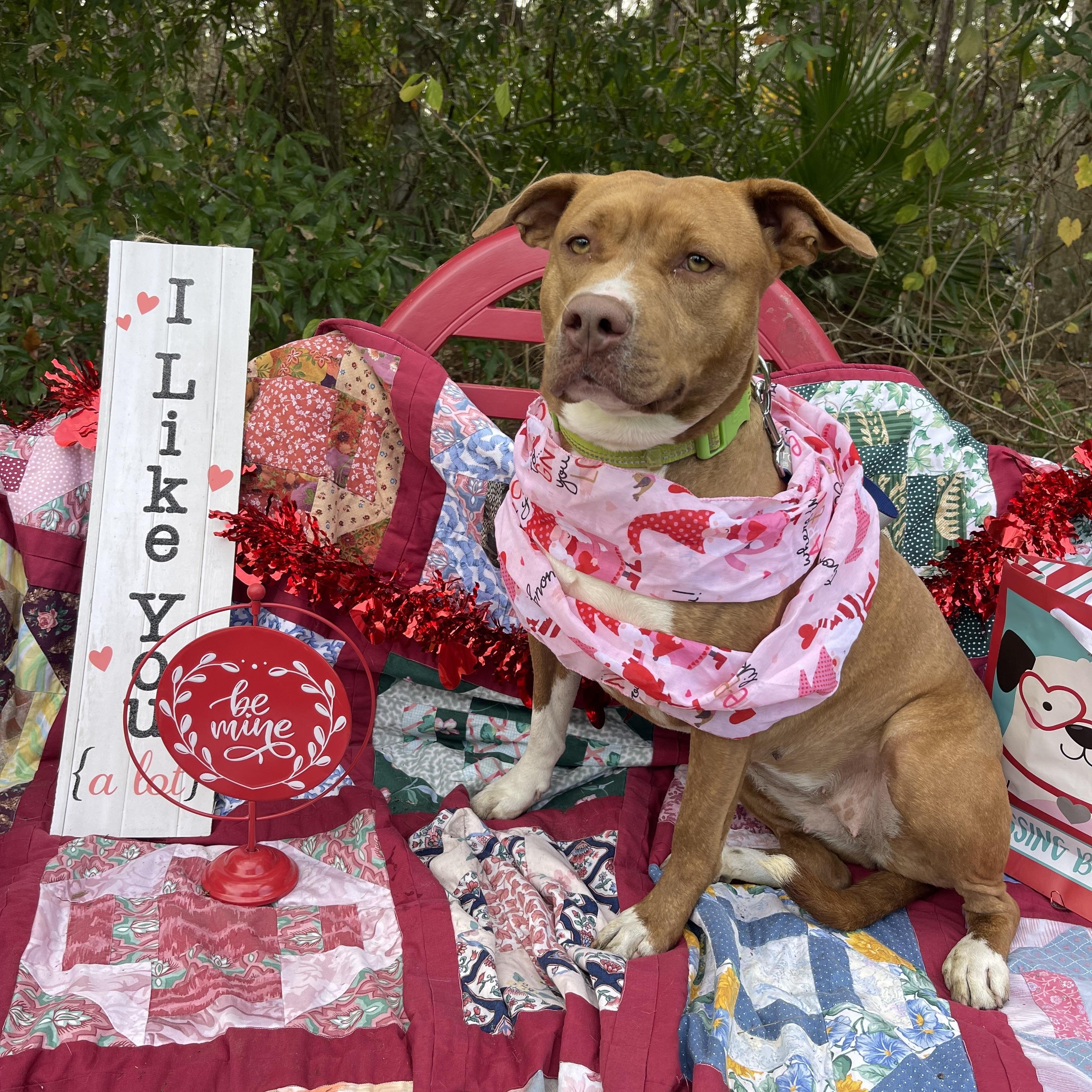 Rosie, a Adoptable mixed breed in Sebring, FL image 3/4