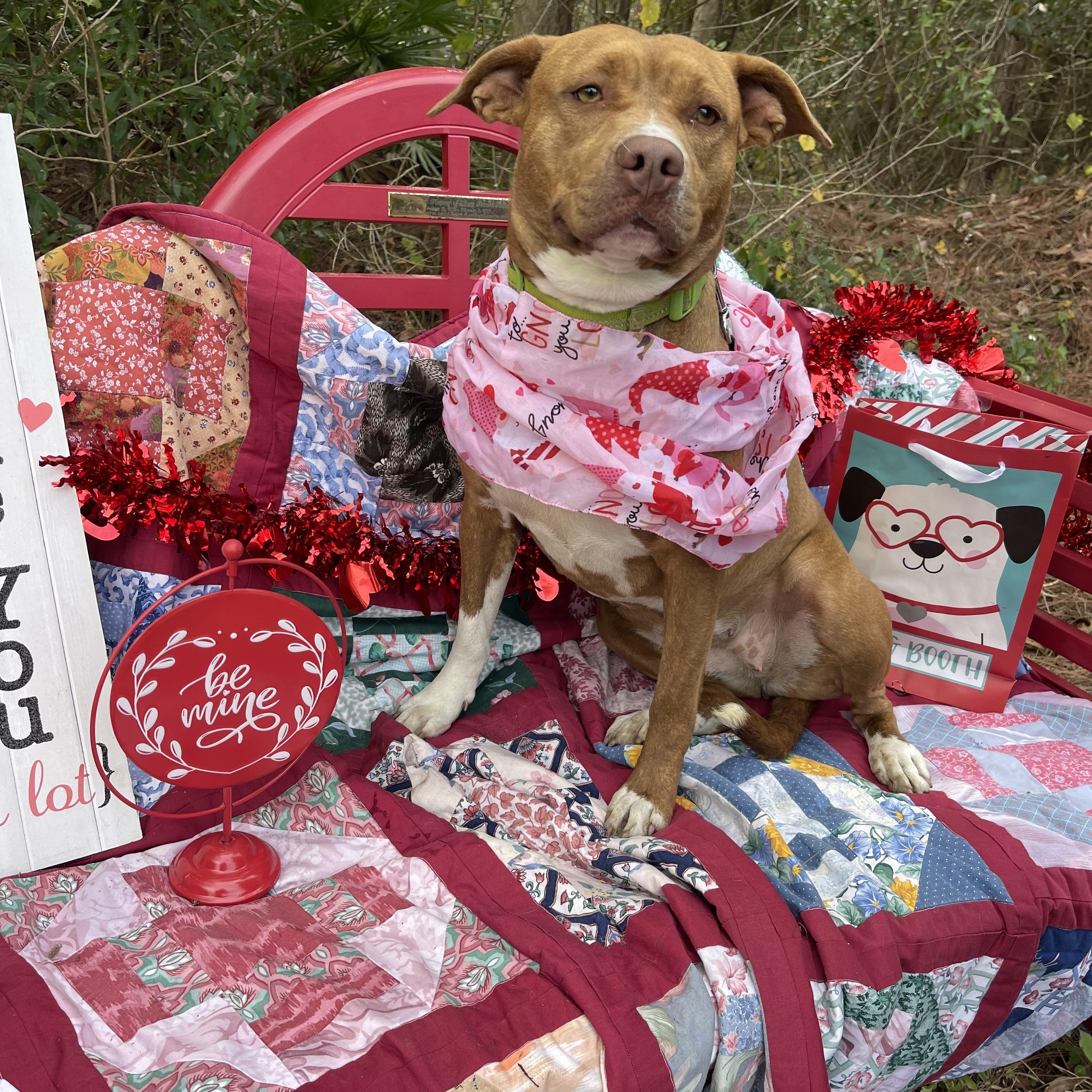Rosie, a Adoptable mixed breed in Sebring, FL image 4/4