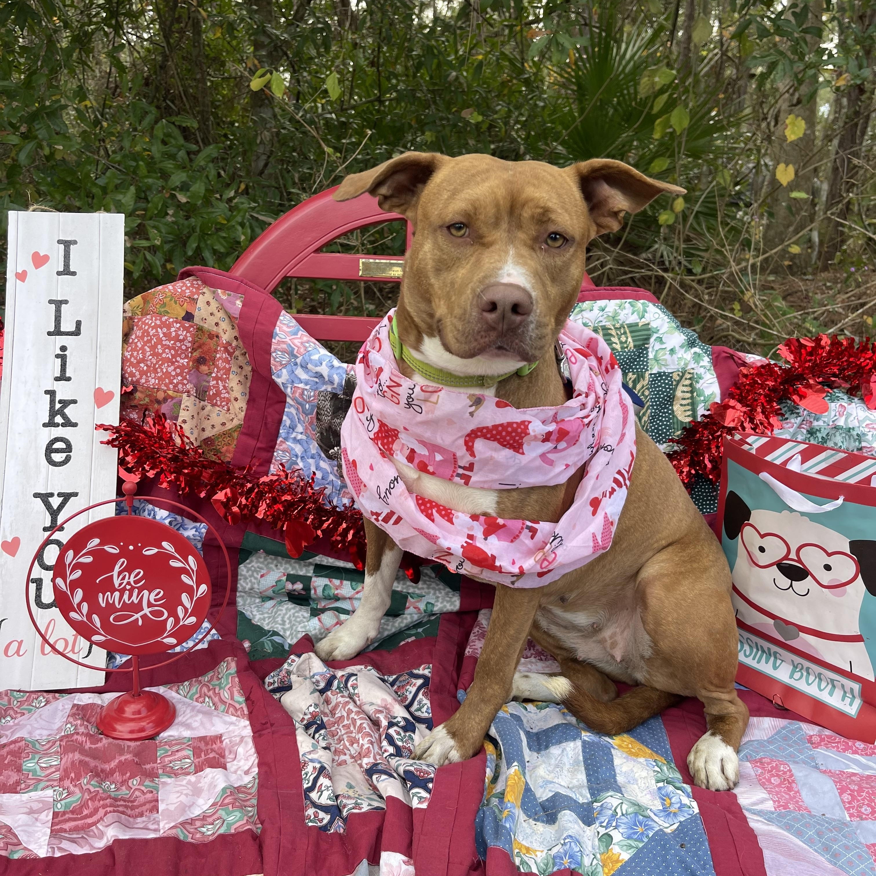 Rosie, a Adoptable mixed breed in Sebring, FL image 2/4