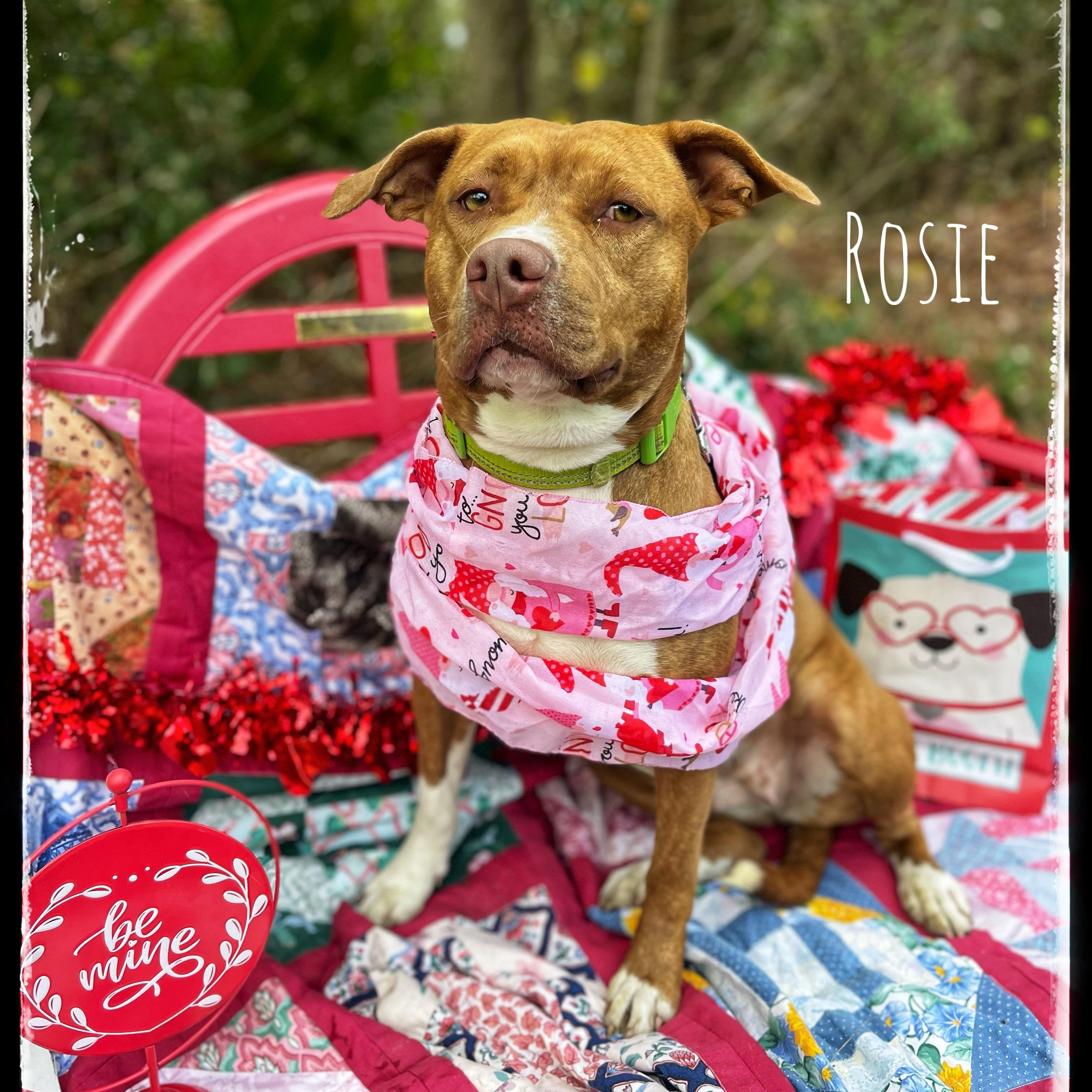 Rosie, a Adoptable mixed breed in Sebring, FL image 1/4