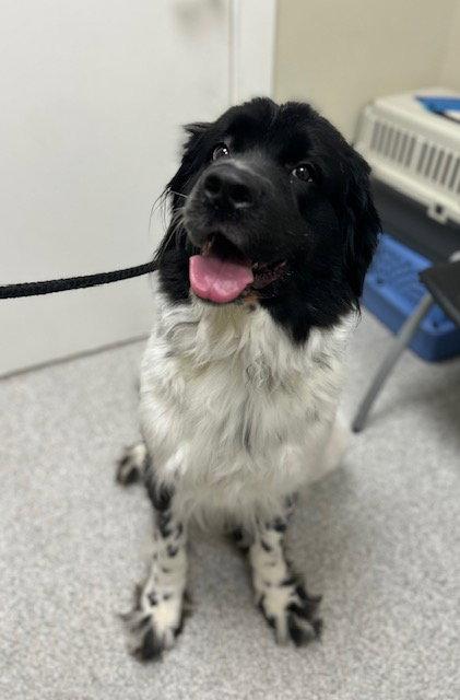 Lady, Adoptable, Adult Female Newfoundland Dog & Bernese Mountain Dog.