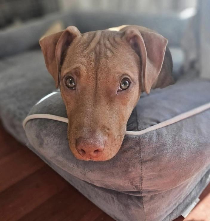 Polar, a ADOPTABLE mixed breed in Philadelphia, PA image 1/6