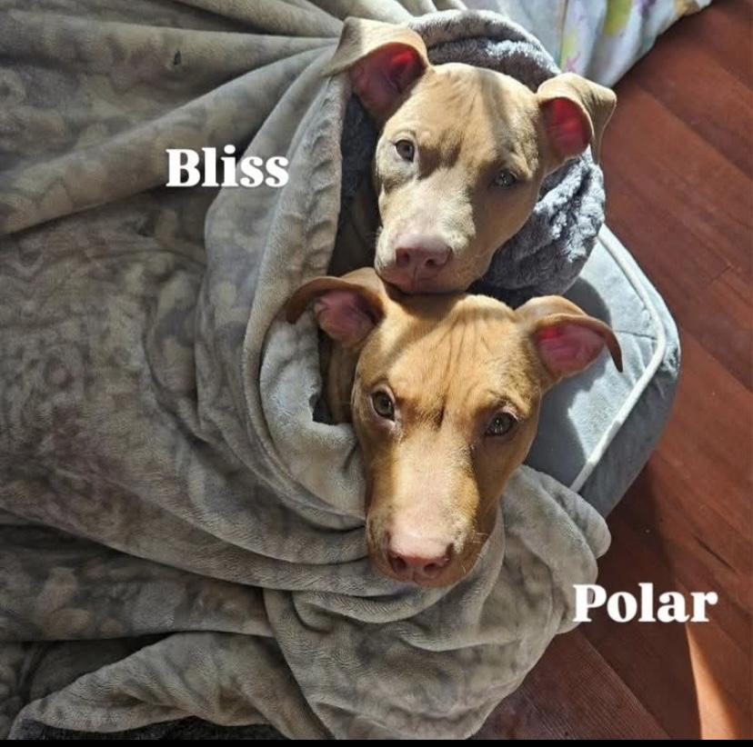 Polar, a ADOPTABLE mixed breed in Philadelphia, PA image 3/6