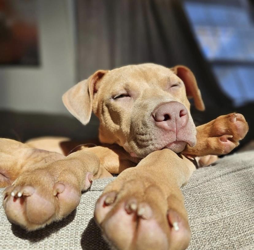 Polar, a ADOPTABLE mixed breed in Philadelphia, PA image 6/6