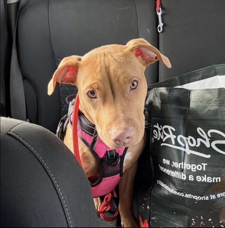 Polar, a ADOPTABLE mixed breed in Philadelphia, PA image 2/6