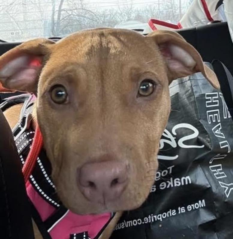 Polar, a ADOPTABLE mixed breed in Philadelphia, PA image 5/6