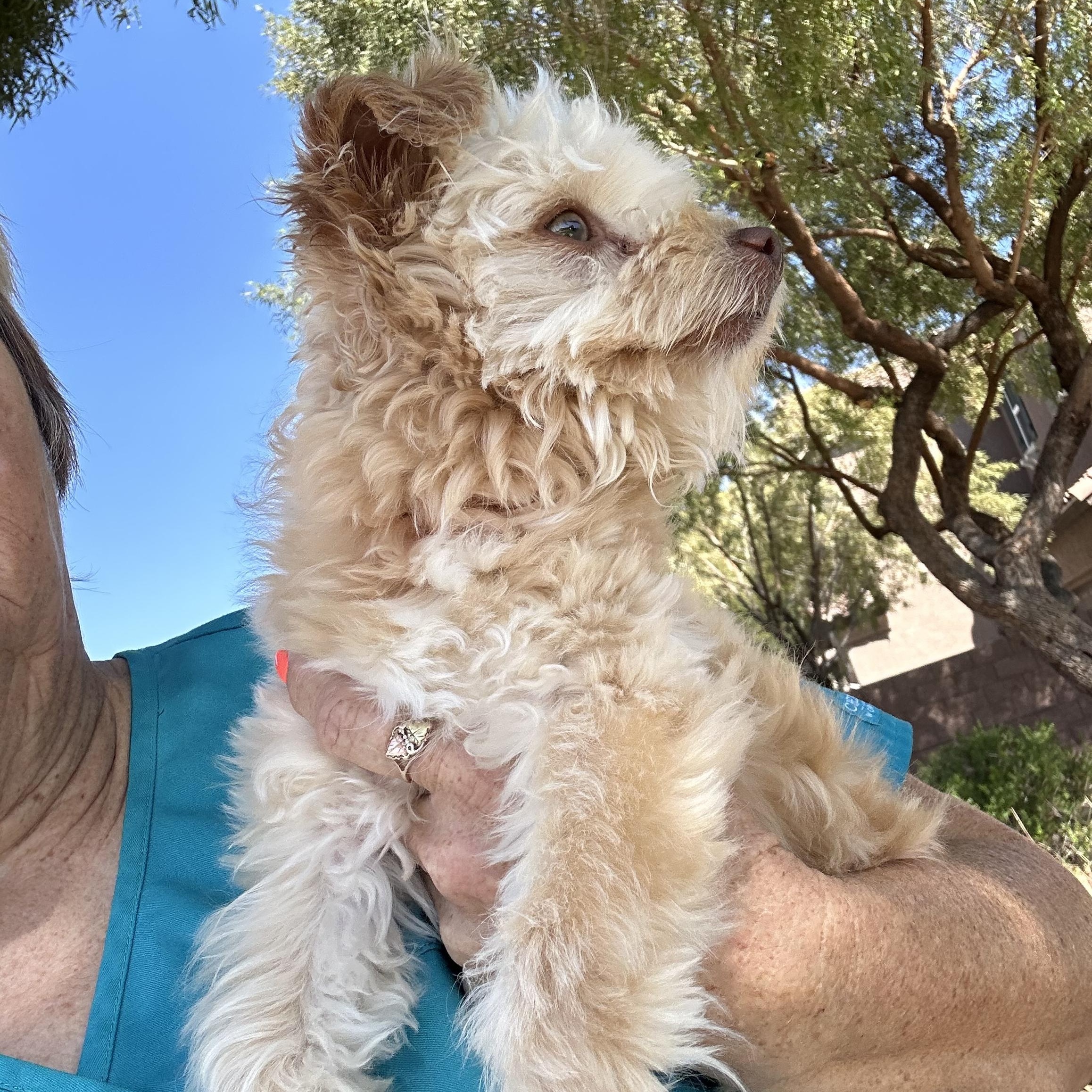 Enlarge Sprocket , a ADOPTABLE Maltese in Las Vegas, NV image 3/3