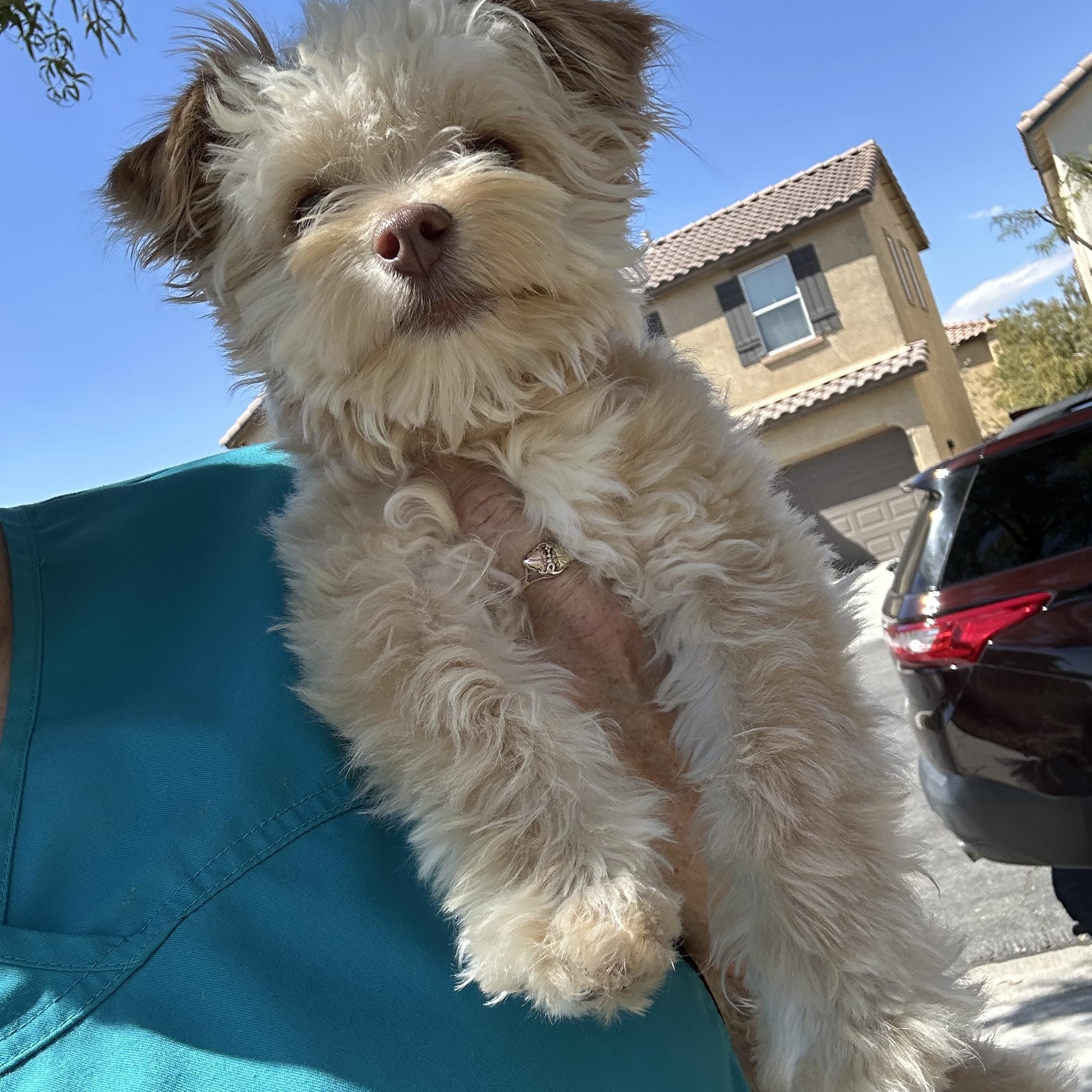 Sprocket , ADOPTABLE, Puppy Male Maltese.