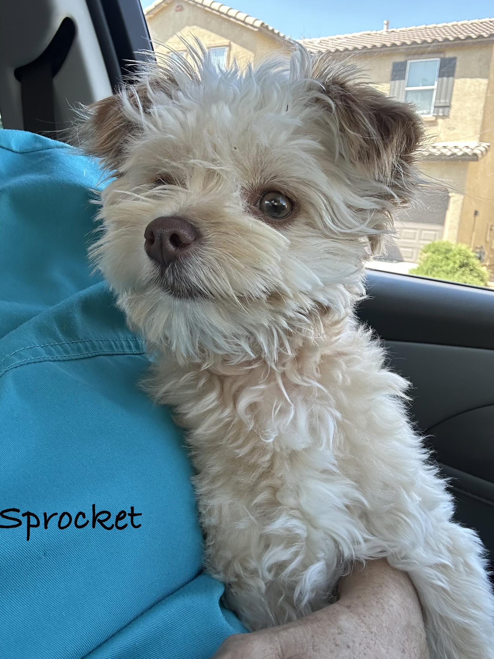 Enlarge Sprocket , a ADOPTABLE Maltese in Las Vegas, NV image 2/3